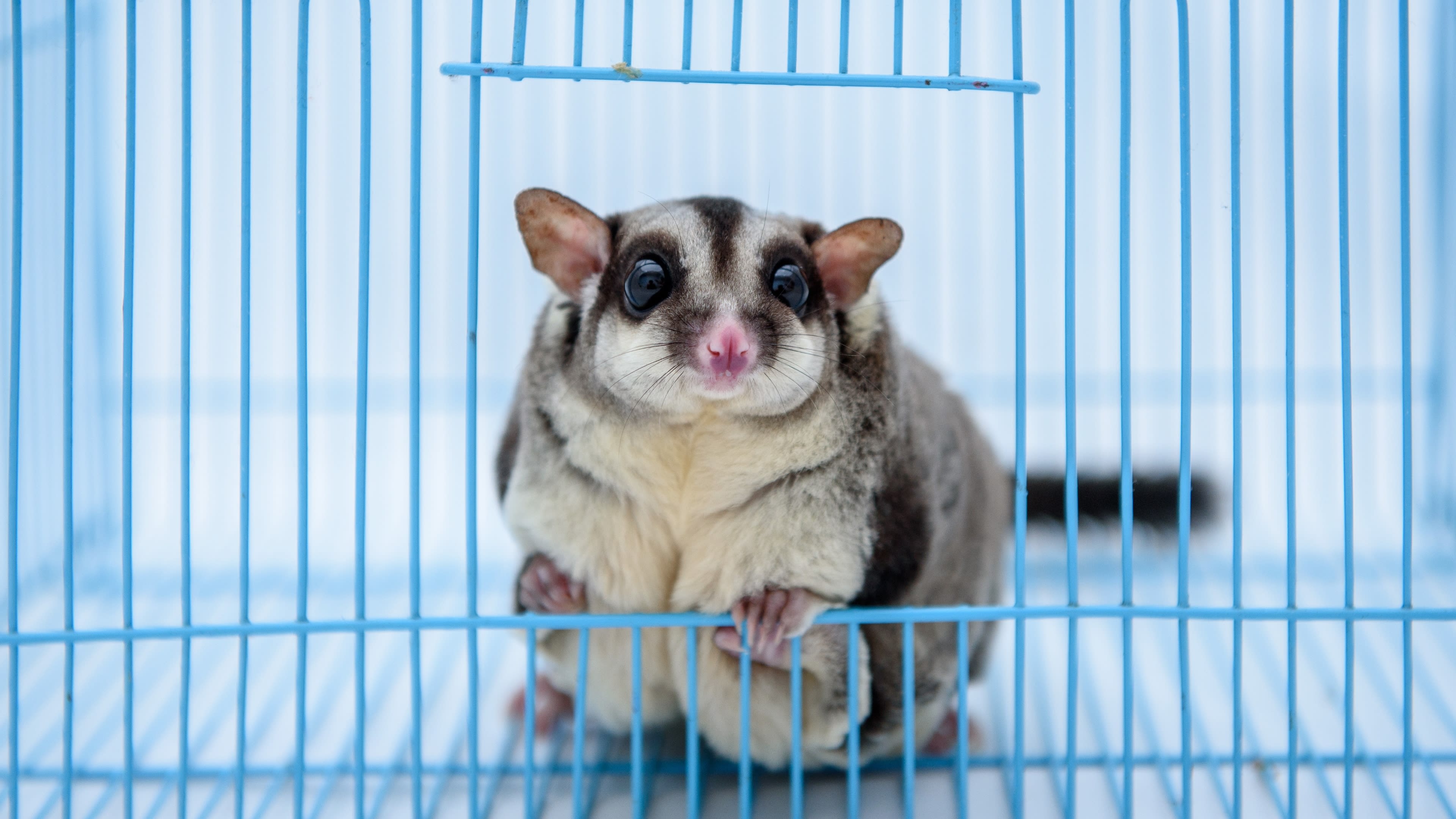 Sugar gliders rescue, Animal shelter services, Earth's tiny marsupials, Detroit's wildlife, 3840x2160 4K Desktop