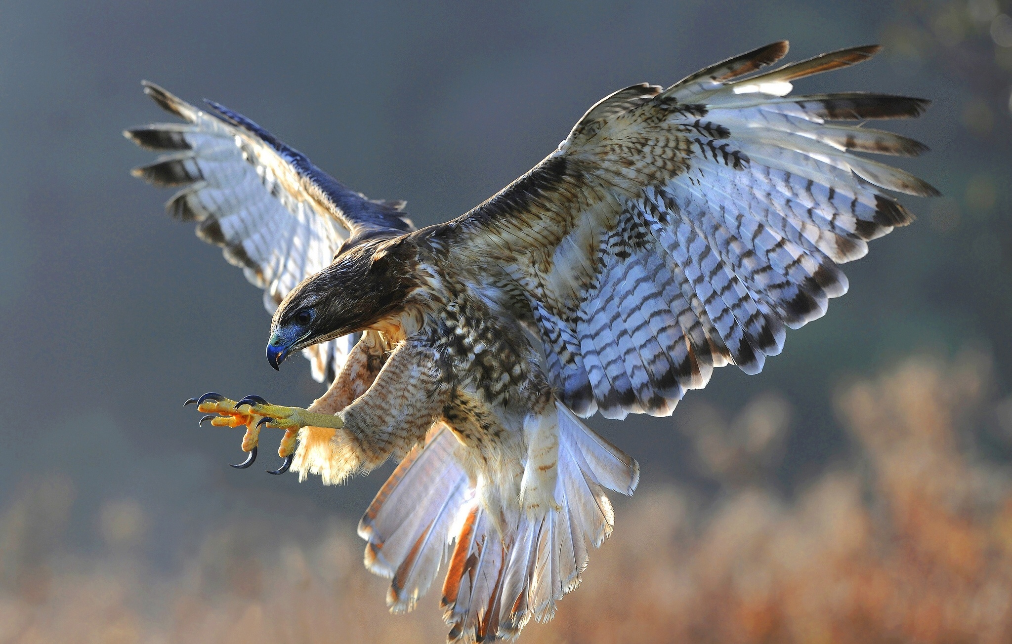 HD hawk wallpapers, Desktop backgrounds, Mobile screens, 2050x1310 HD Desktop