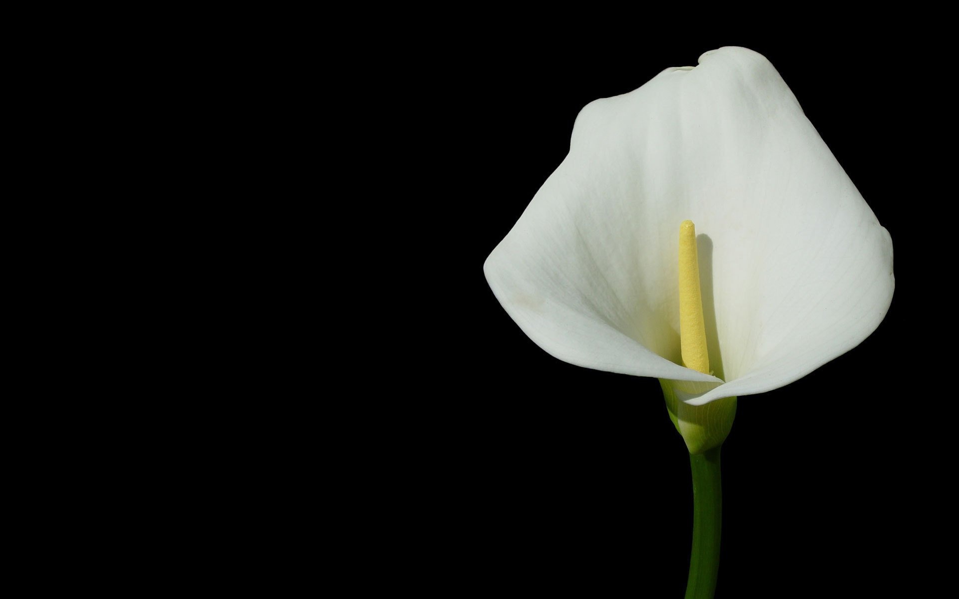 Calla Lily, Nature's elegance, Graceful blooms, Floral beauty, 1920x1200 HD Desktop