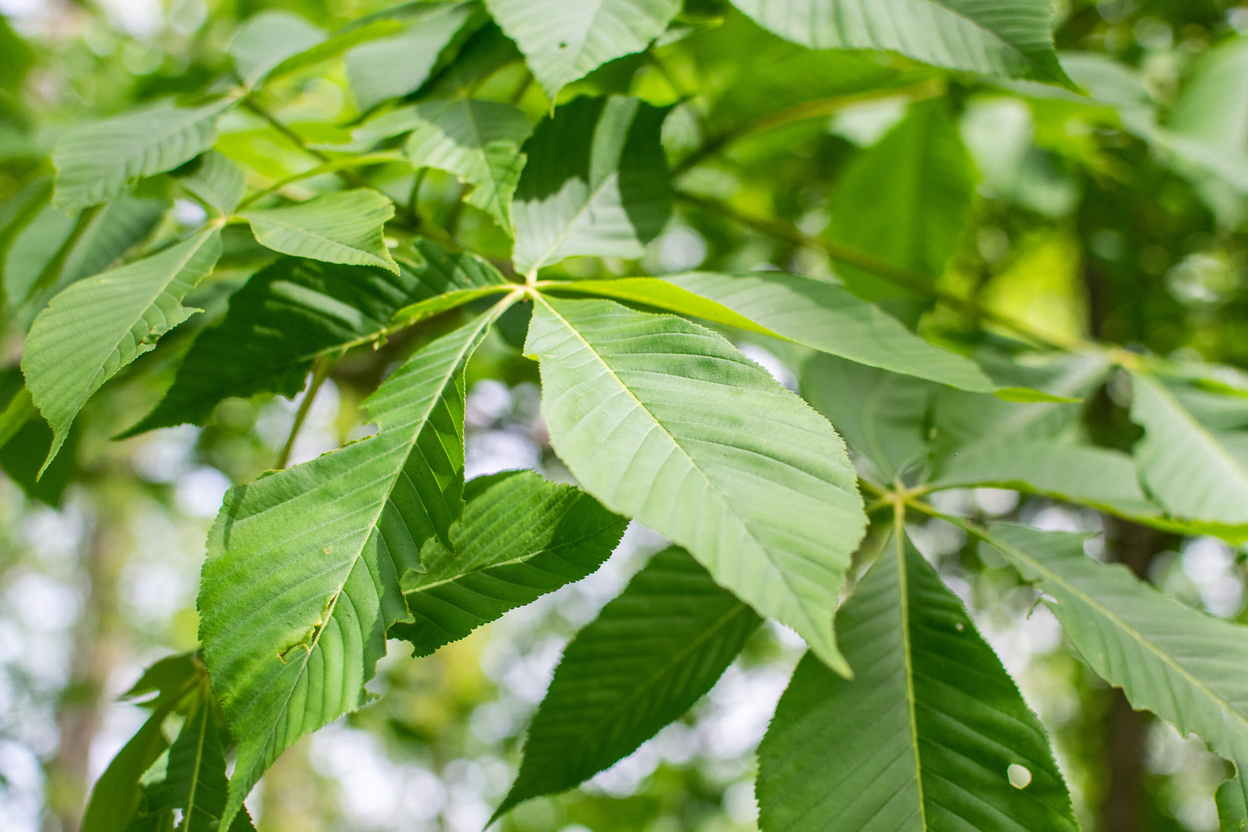 Buckeye Tree, Yellow blossoms, Purdue Fort Wayne, Woody perennial, 2500x1670 HD Desktop