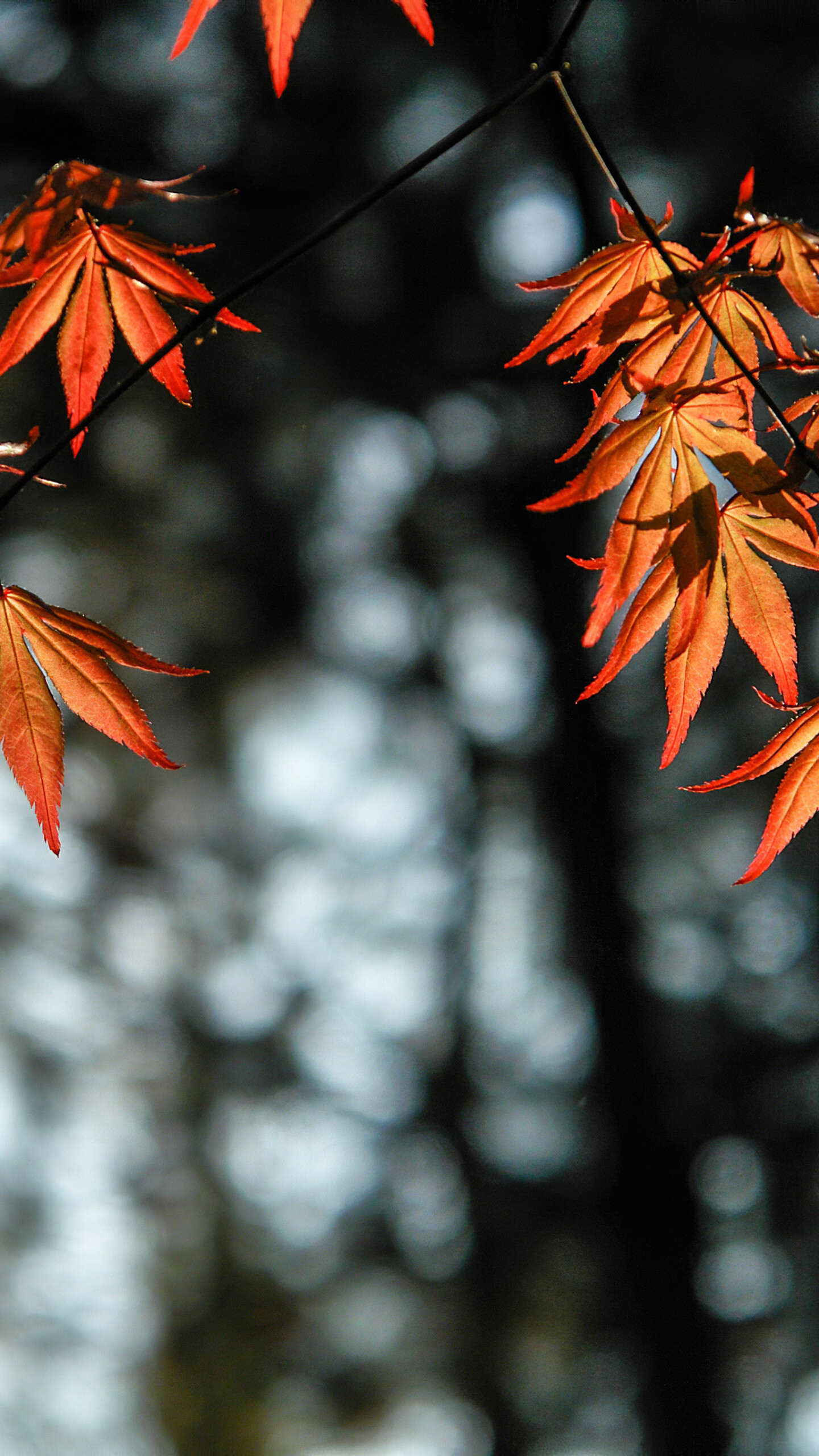 Autumn leaves, Orange color, Samsung Galaxy wallpaper, HD 4K, 1440x2560 HD Phone