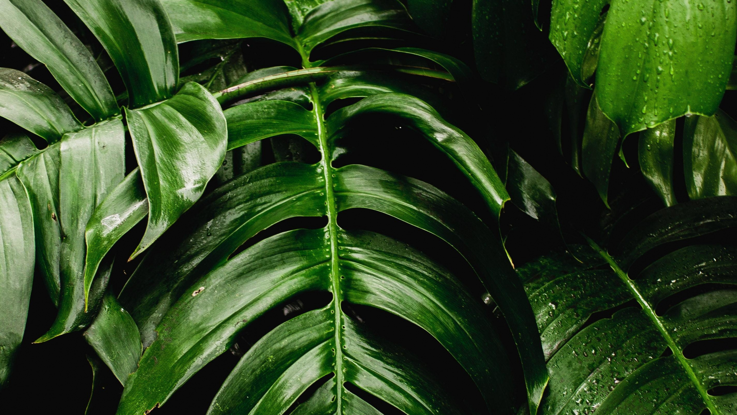 Green Leaf, Fresh plants, Green leaf big, Dual wide, 2560x1440 HD Desktop