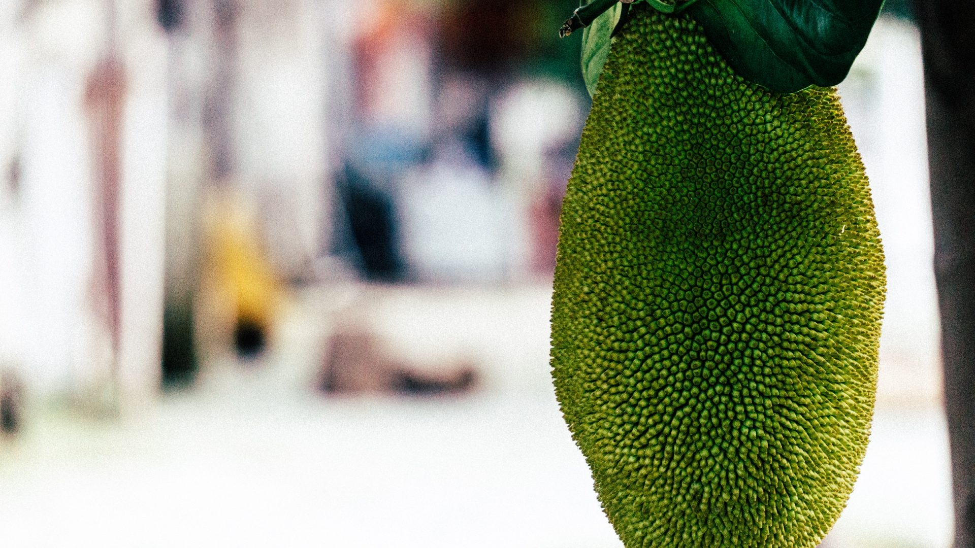 Jackfruit, Tropical delicacy, Nature's bounty, Gastronomic delight, 1920x1080 Full HD Desktop