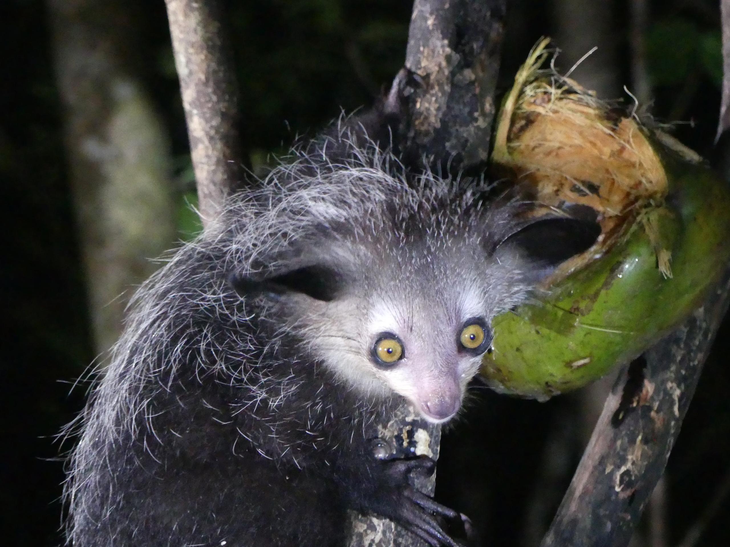 Aye Aye trekking, Madagascar's adventure, Tour operator's expertise, Memorable travel experience, 2560x1920 HD Desktop