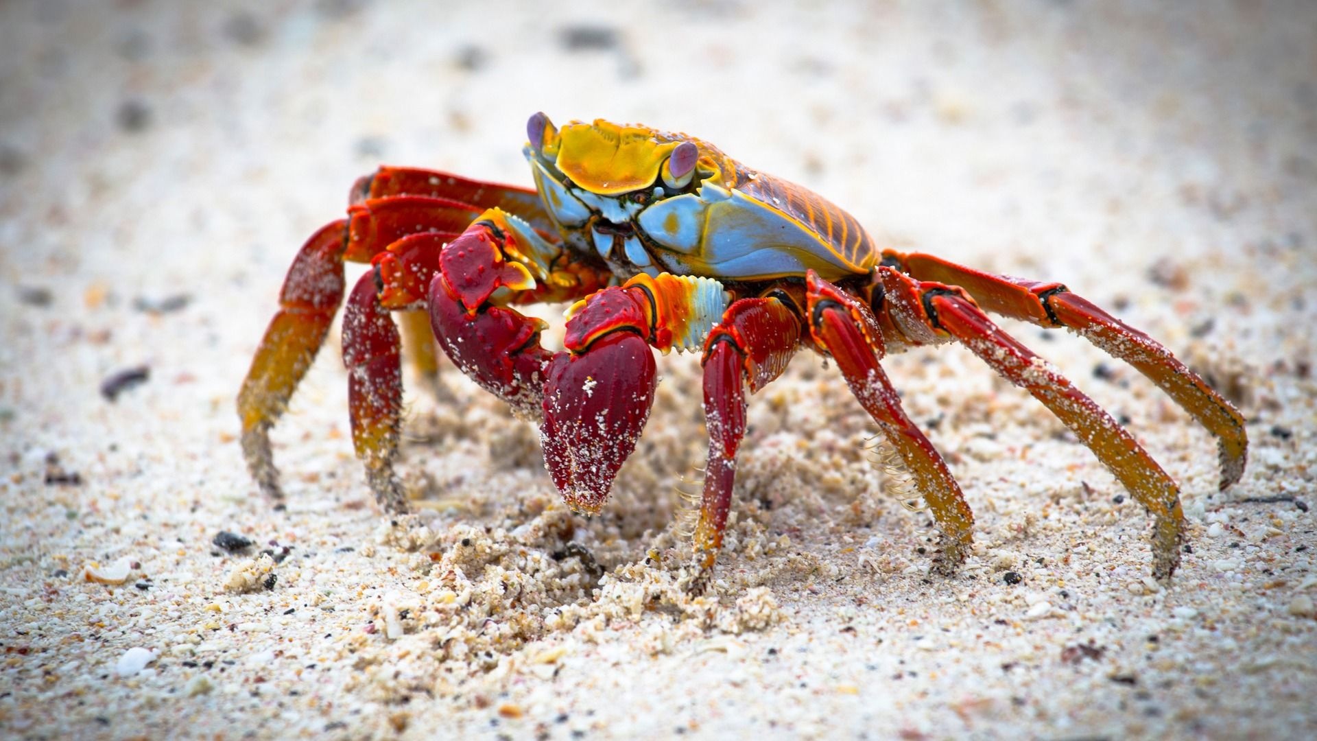 Collection of crab wallpapers, Various styles, Diverse crab species, Wallpapers galore, 1920x1080 Full HD Desktop