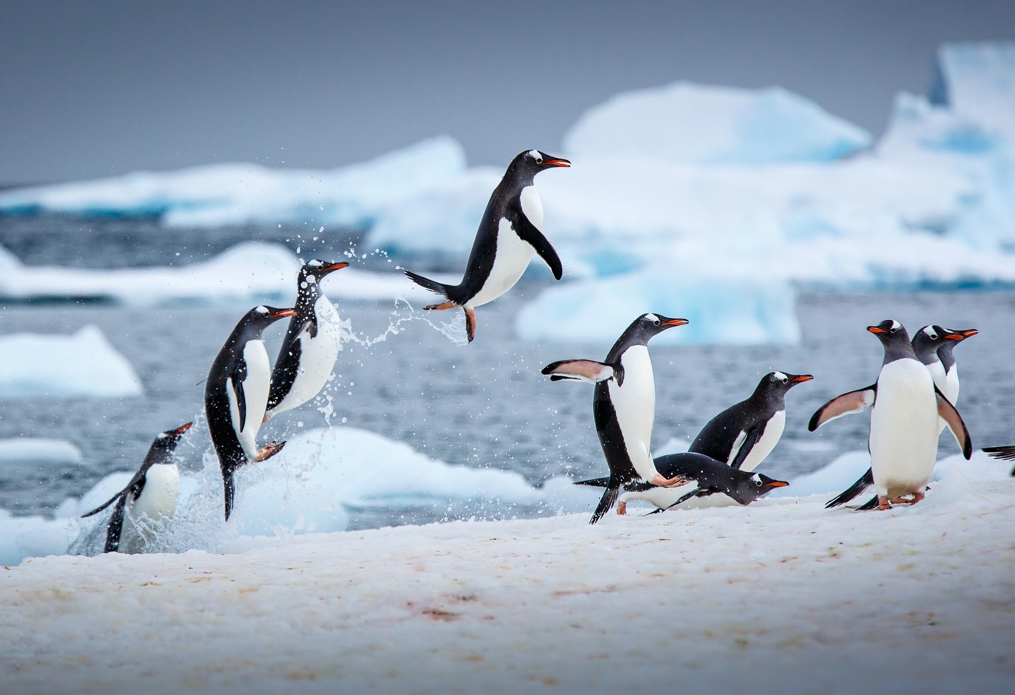 Antarctica, Penguins, Friends, Wallpaper, 2050x1410 HD Desktop