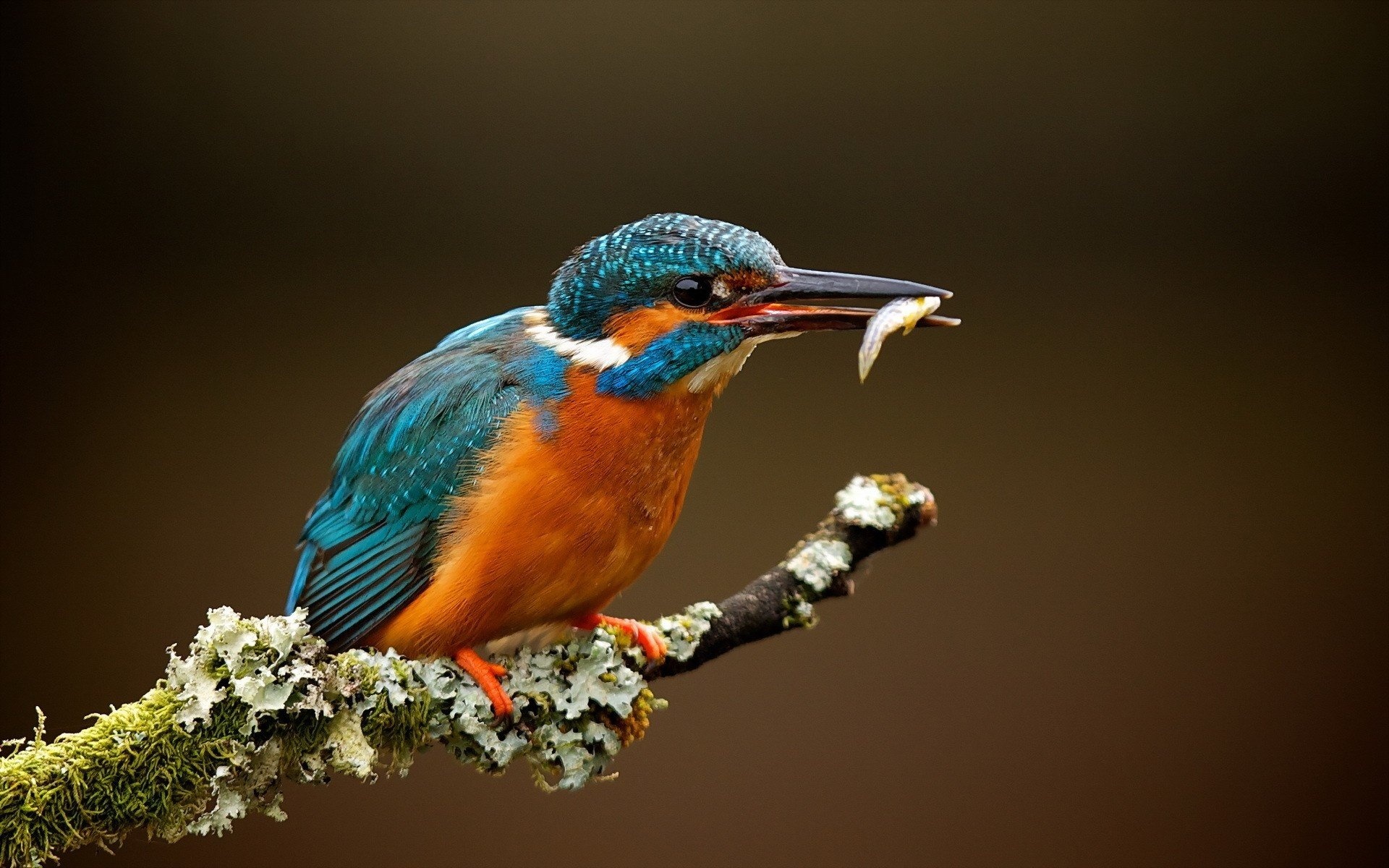 Feathers, Fish branch, Macro animals, Beautiful bird, 1920x1200 HD Desktop