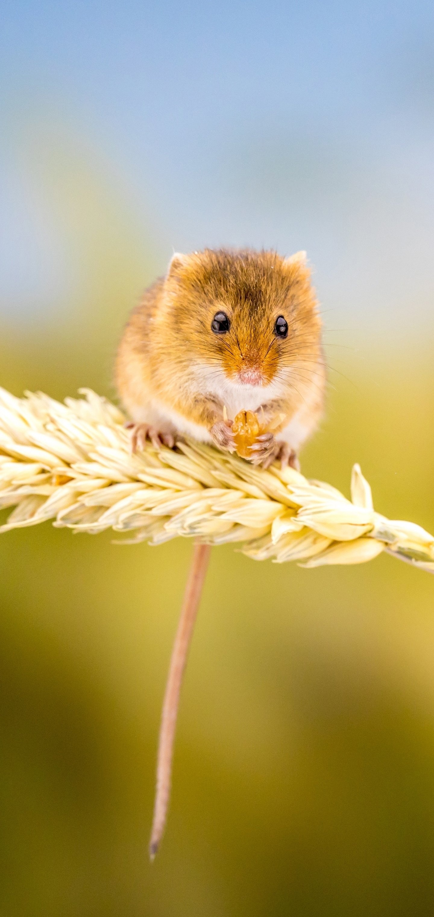 Mouse, rodent species, woodland animal, furry friend, 1440x3040 HD Phone