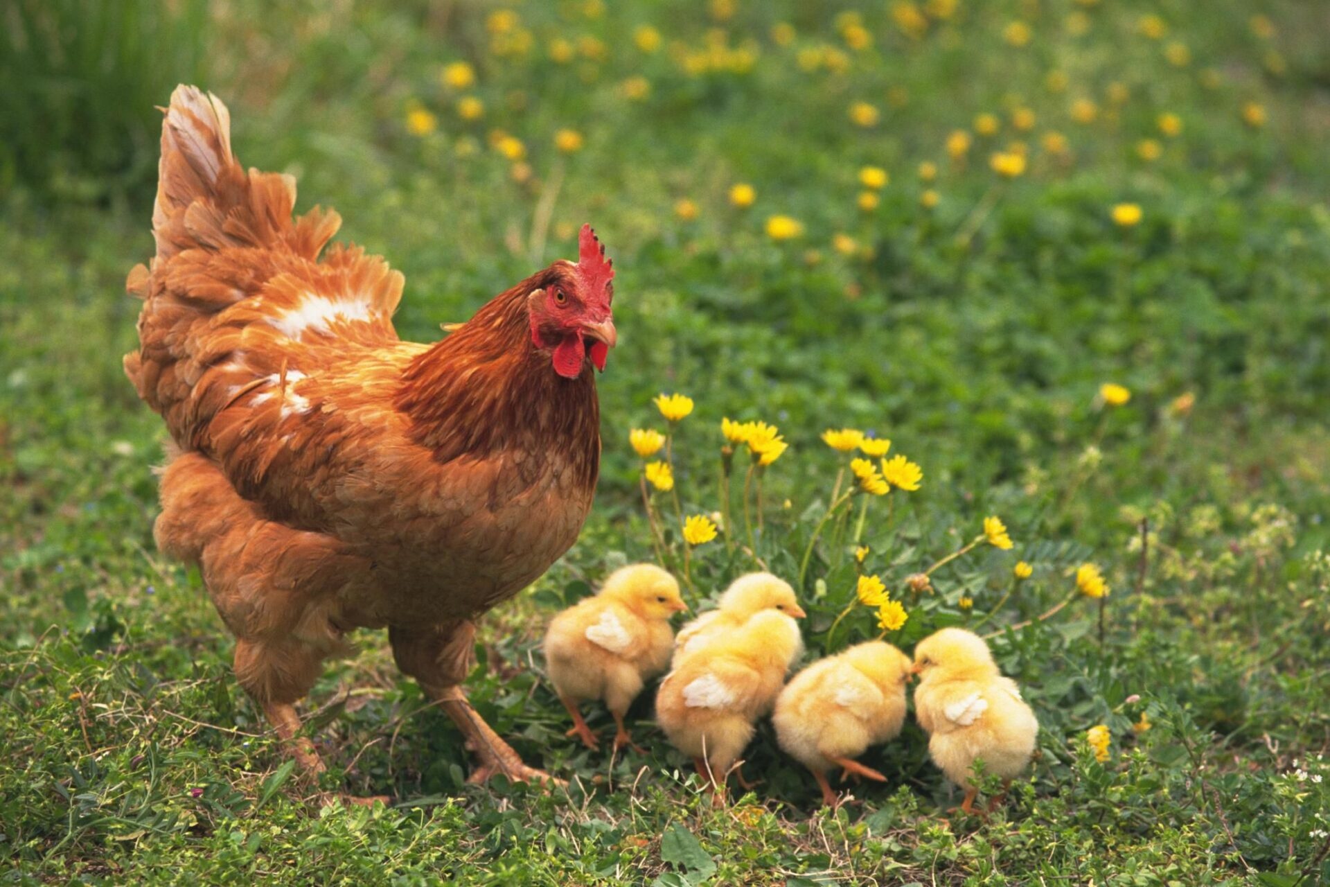 Mother and chicks, Hen Wallpaper, 1920x1280 HD Desktop