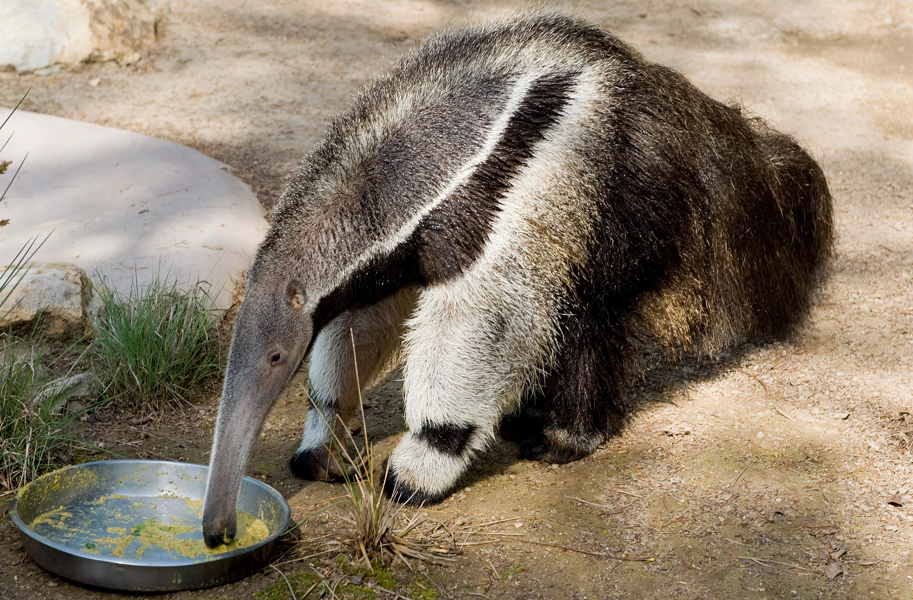 Frank brokers deal, Anteater, Orange county register, Giant anteater, 3090x2030 HD Desktop