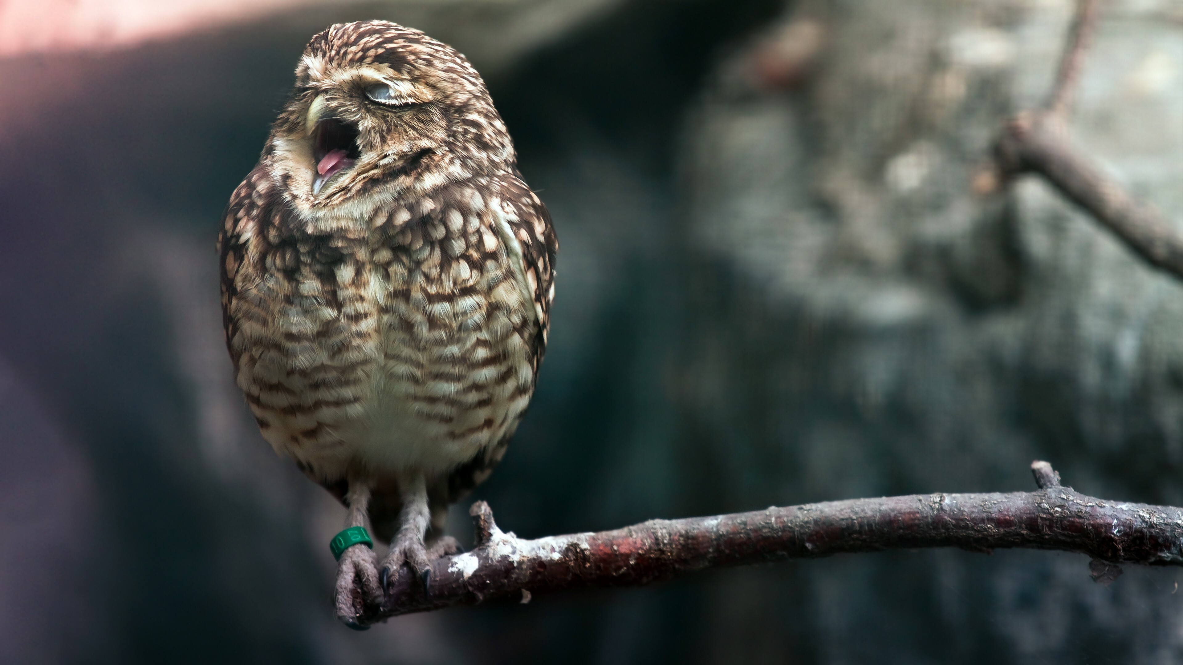 Yawning owl, 4k display wallpaper, Zeeoii wallpapers, Captivating image, 3840x2160 4K Desktop