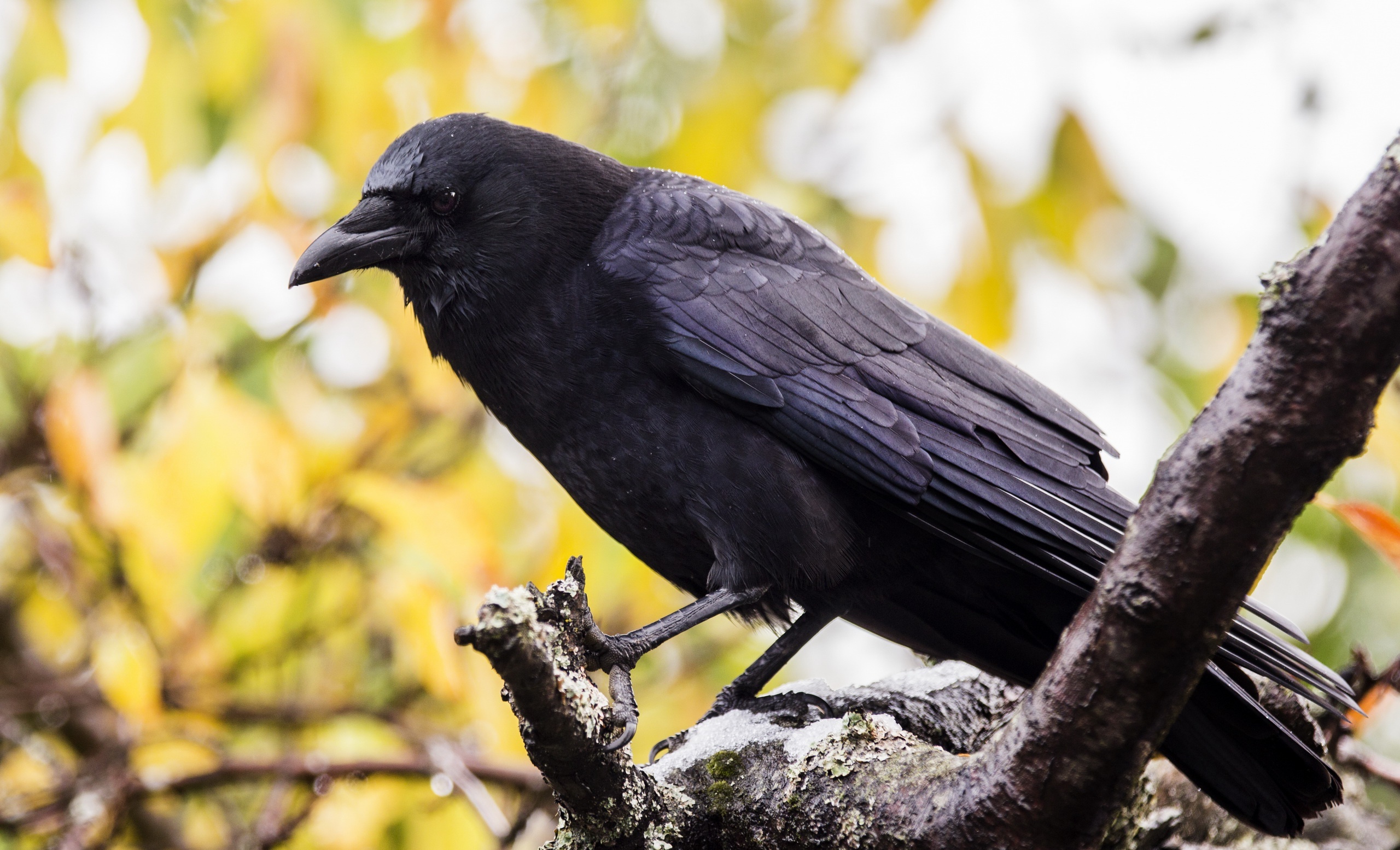 Corvus caurinus, Crows Wallpaper, 2560x1560 HD Desktop