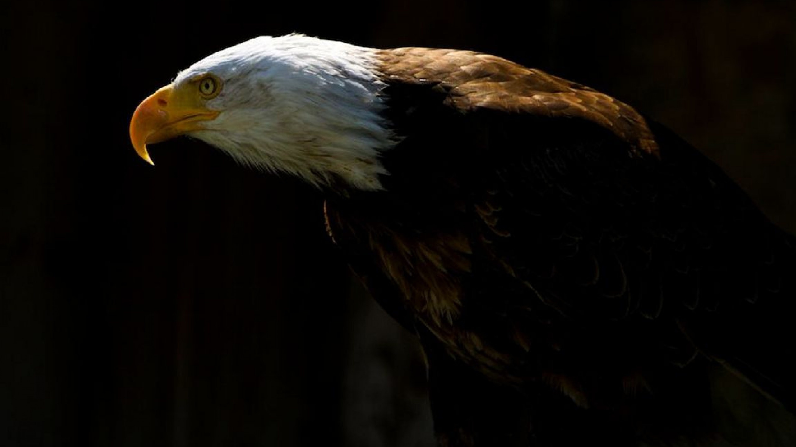 Bald Eagle, High-definition wallpaper, Colorful background, Desktop beauty, 2560x1440 HD Desktop