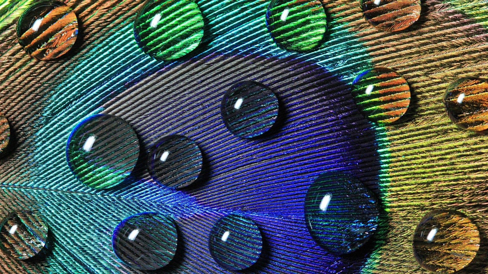 Iridescent peacock feather, Water droplets on plumage, Macro feather barbs texture, Full HD Desktop wallpaper