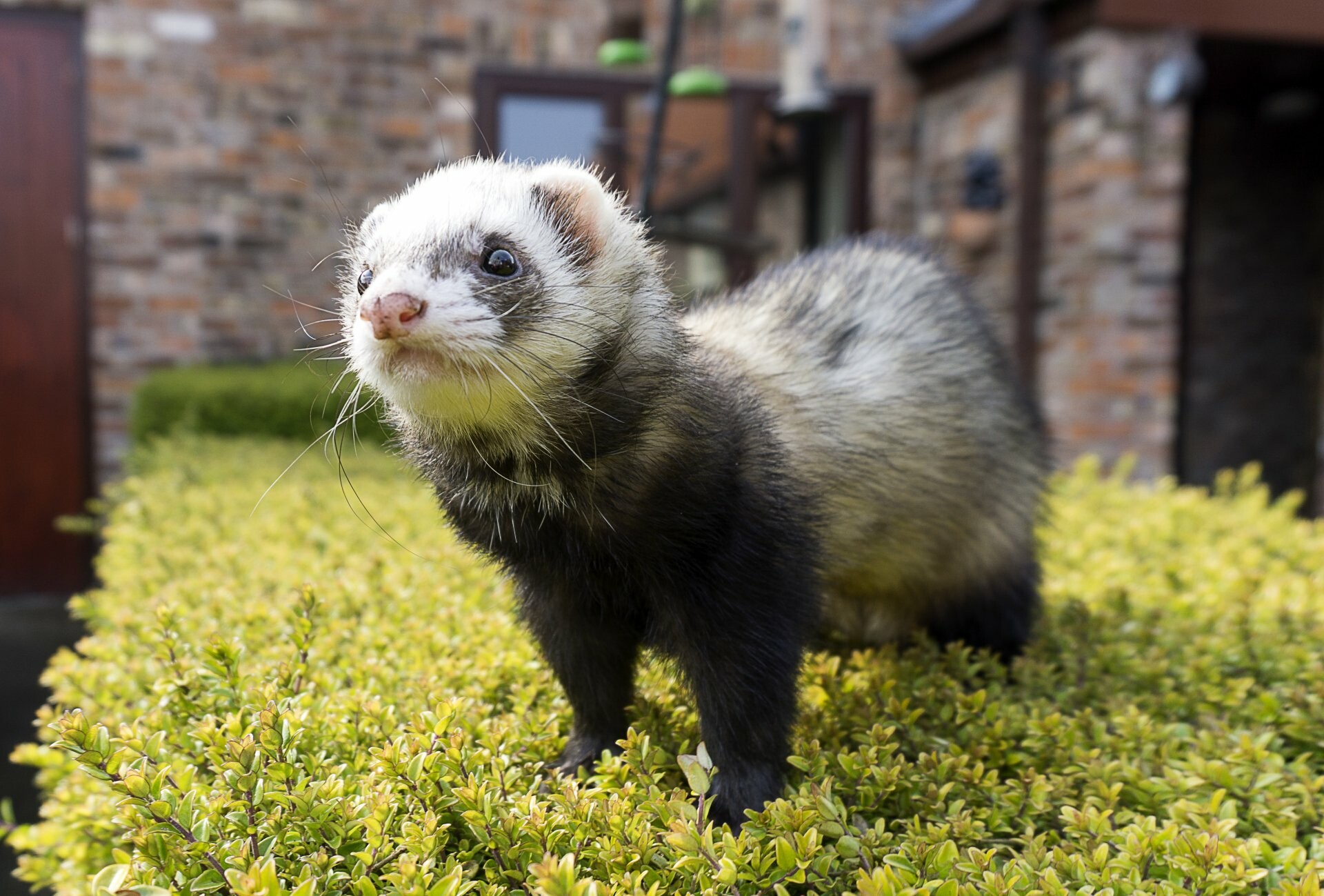 Adorable ferrets, Ultra HD wallpaper, Furry companions, Cute animals, 1920x1300 HD Desktop