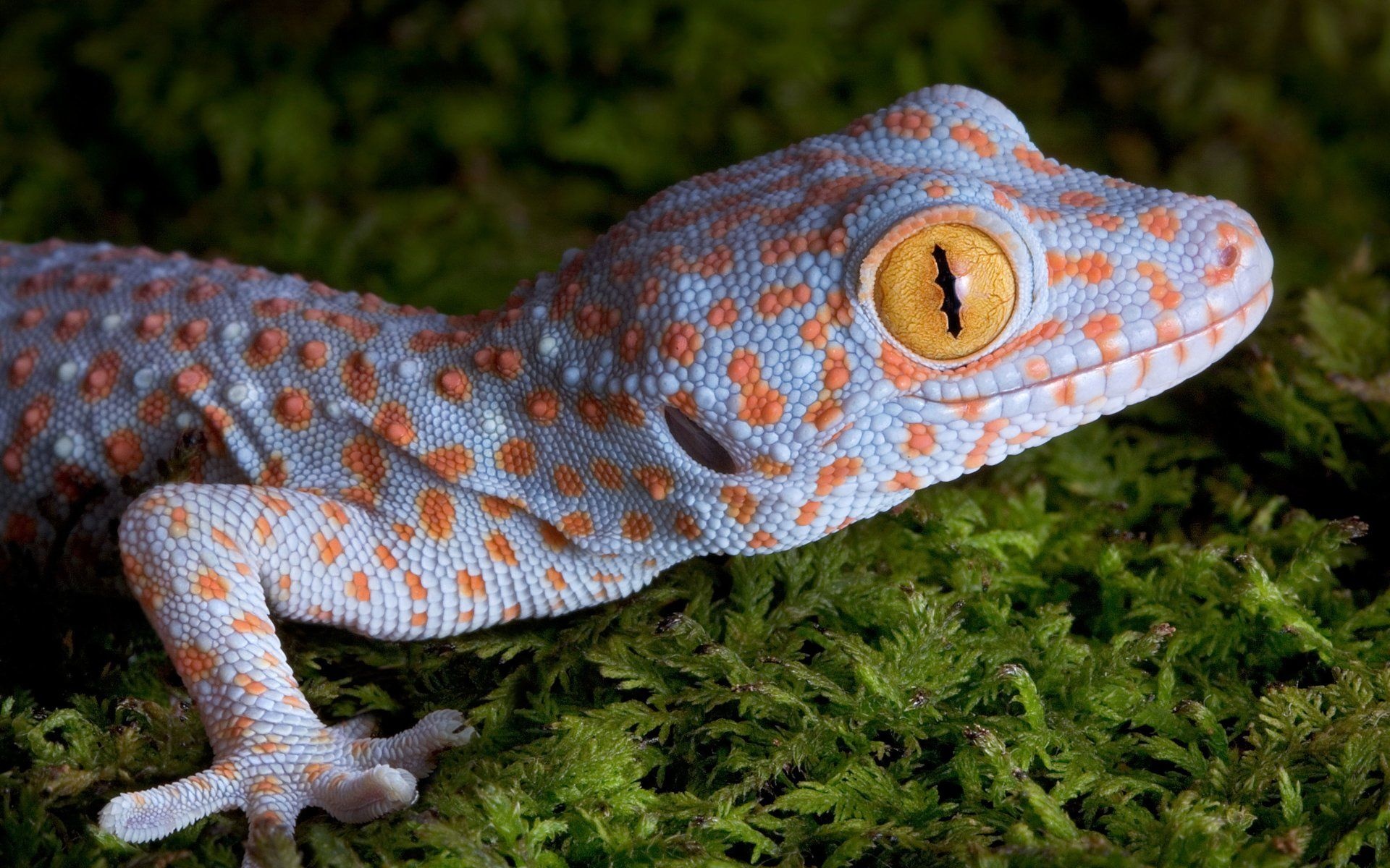 Gecko excellence, Stunning reptile, Detailed designs, Nature's masterpiece, 1920x1200 HD Desktop