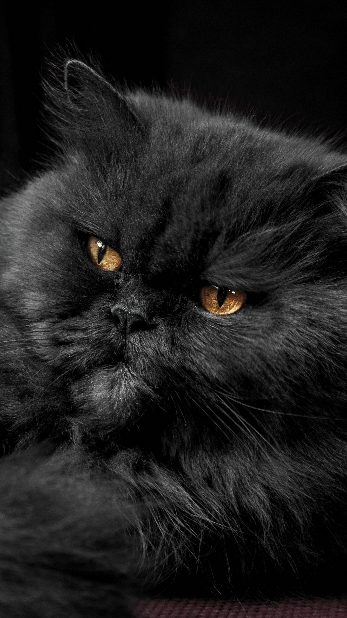 Persian Cat, Awesome iPhone and Android, Cats wallpapers, HD, 1440x2560 HD Phone