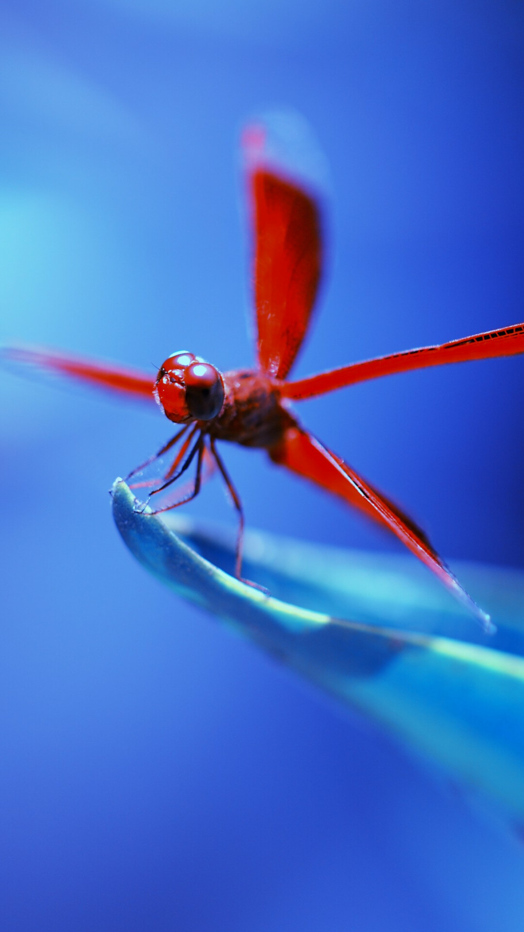 Blue dragonfly, Insect beauty, 4K wallpaper, Vibrant and captivating, 1080x1920 Full HD Phone