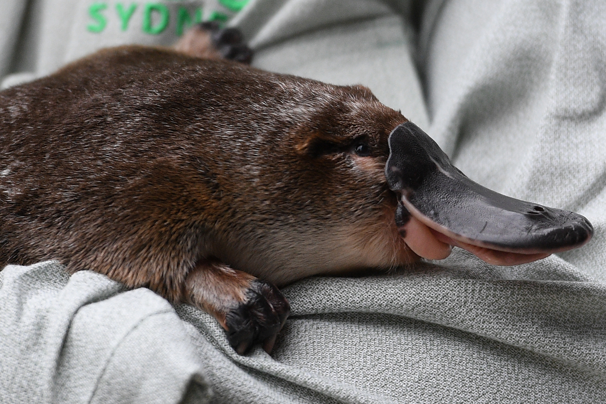 Platypus, Declining population, Bush fires impact, WWF study, 2060x1380 HD Desktop