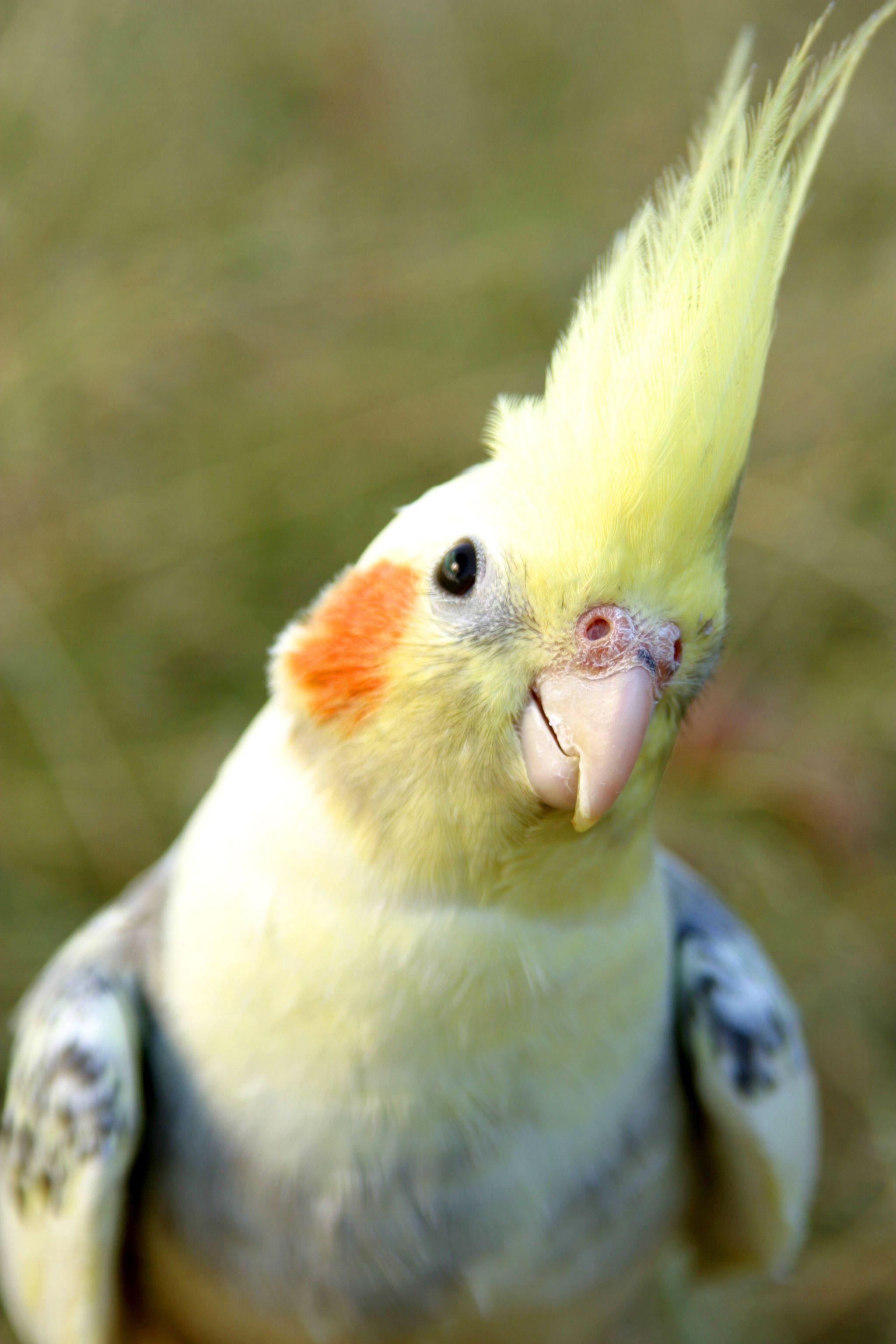 Cockatiel bird portraits, Feathery companions, Sarah Sellers' collection, Avian beauty, 2050x3080 HD Phone