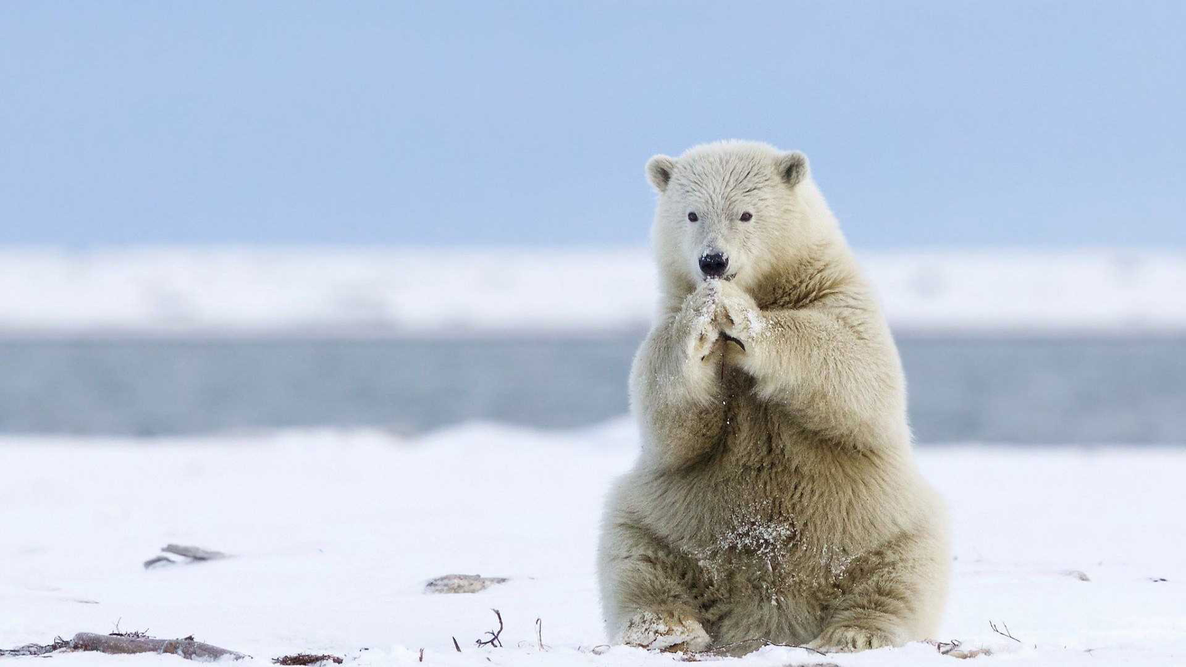 Greenland wildlife, Polar bear, Cold feet, Desktop display, 3840x2160 4K Desktop