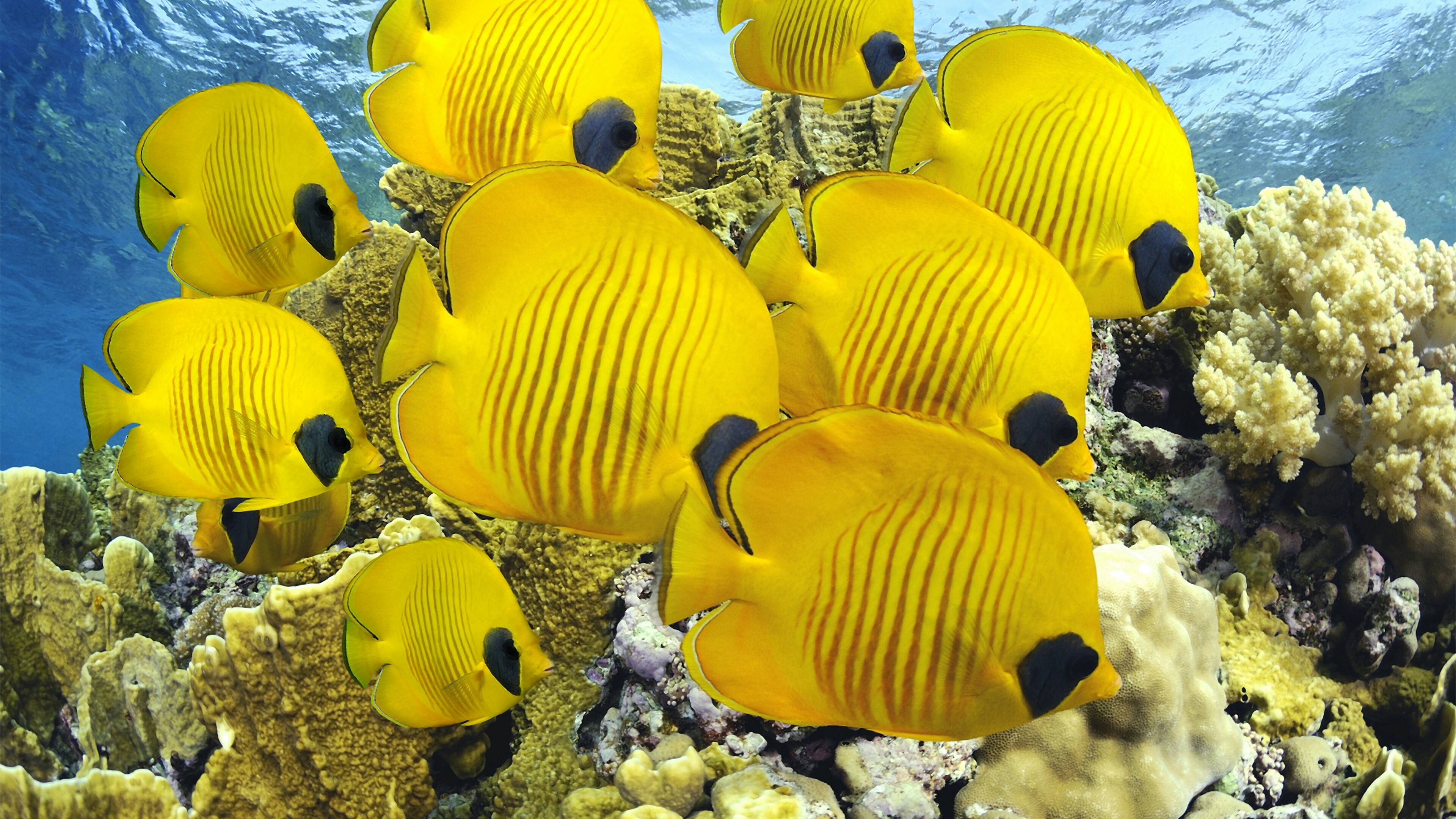 Butterflyfish, Coral Reefs Wallpaper, 3840x2160 4K Desktop