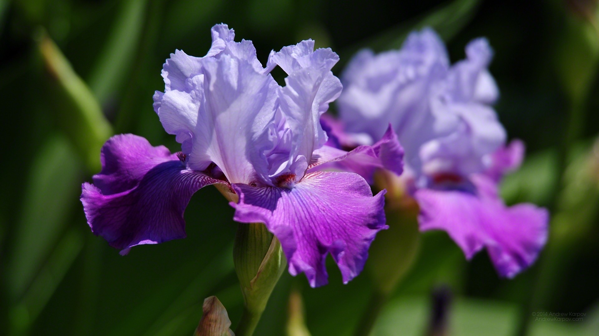 Iris germanica, Iris Wallpaper, 1920x1080 Full HD Desktop