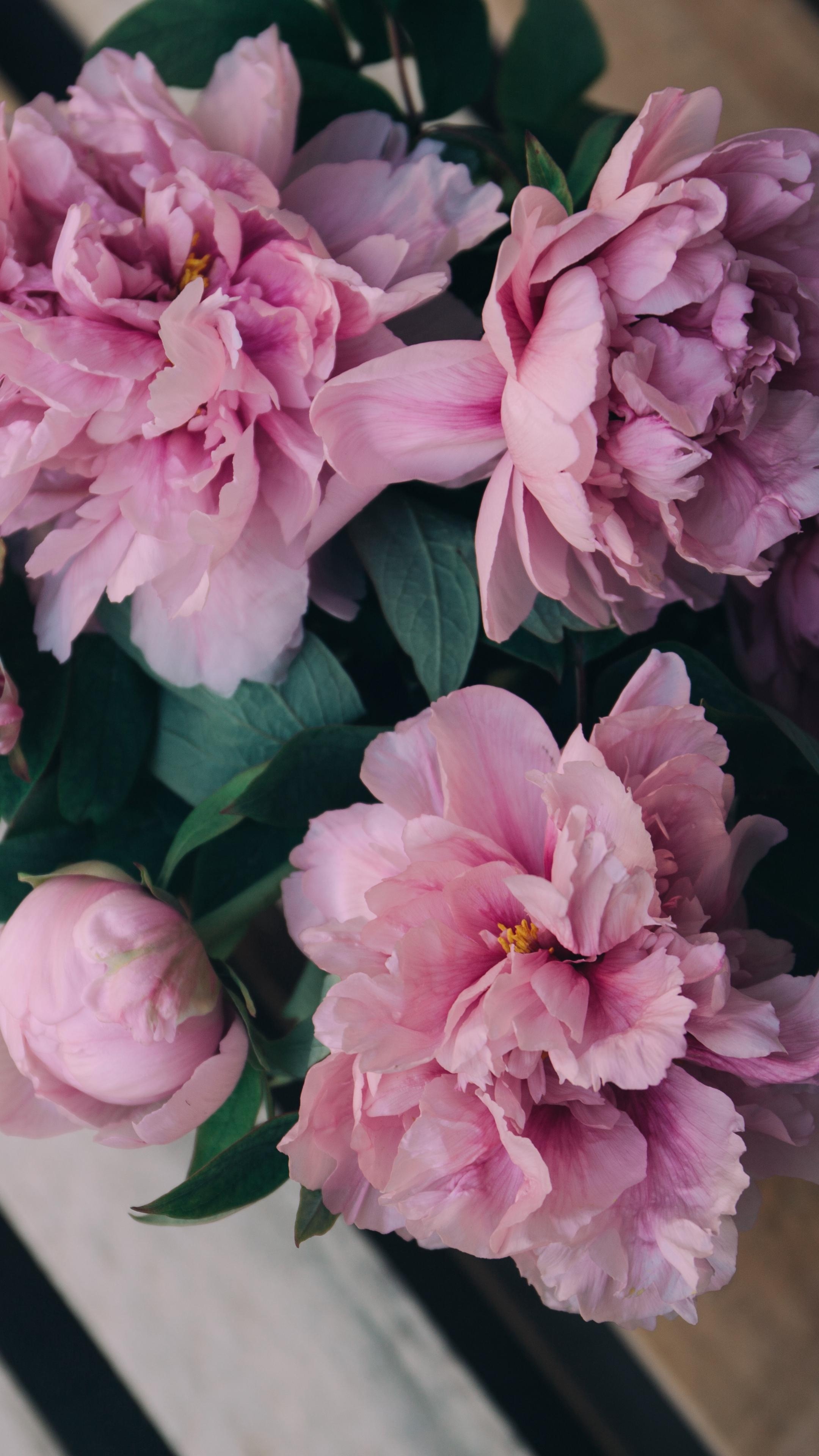Pink peony blooms, Golden stamen center, Weathered white bench, 4K Phone wallpaper