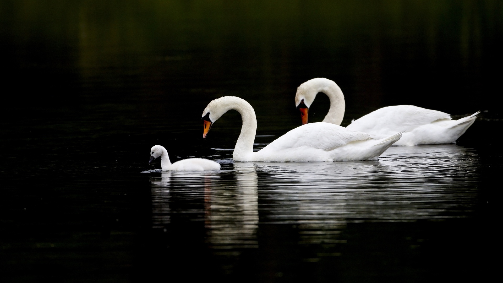 Swans, Family Wallpaper, 1920x1080 Full HD Desktop