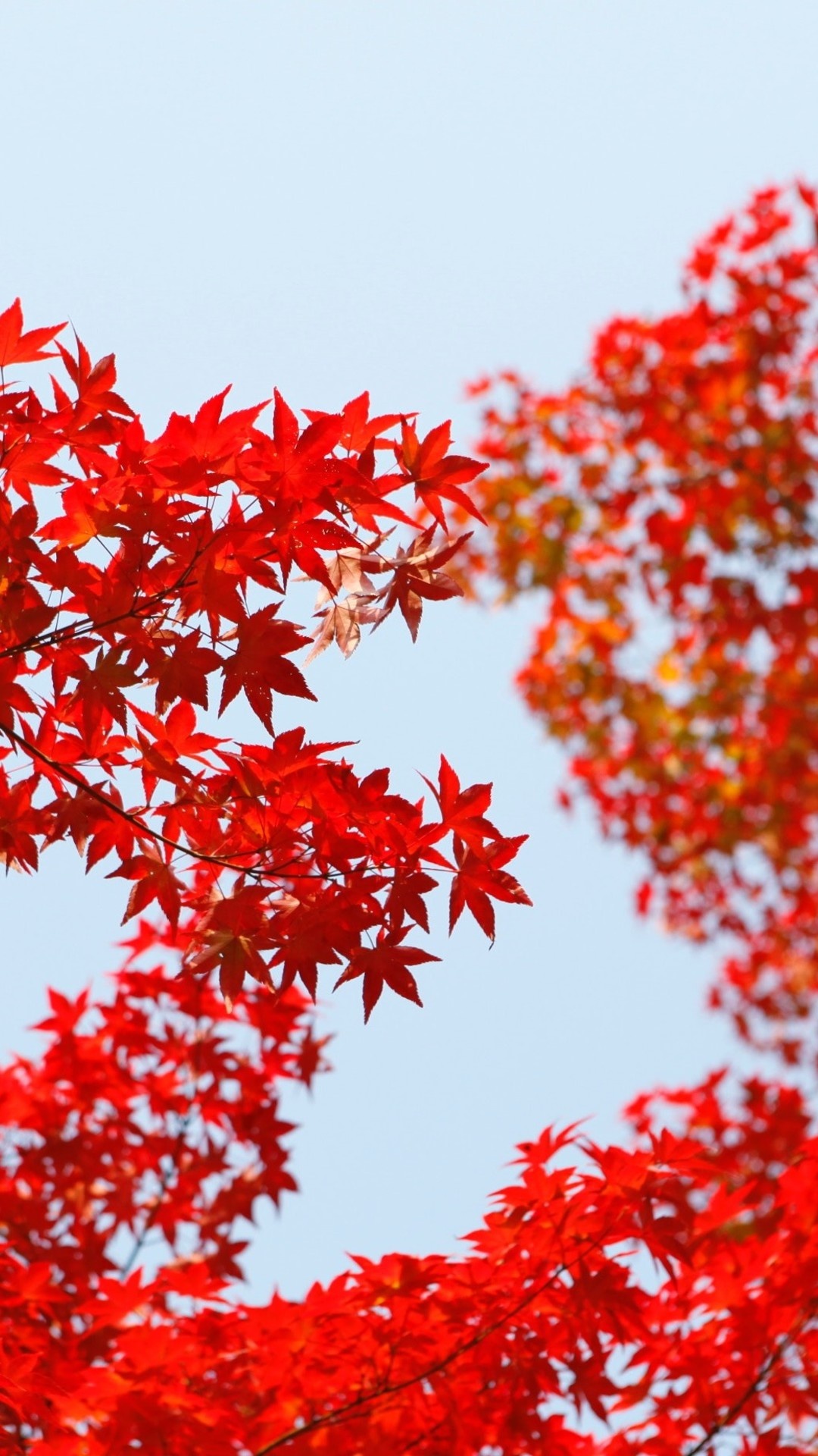 Japanese maple leaves, red maple branches, clear pale blue sky, Full HD Phone wallpaper