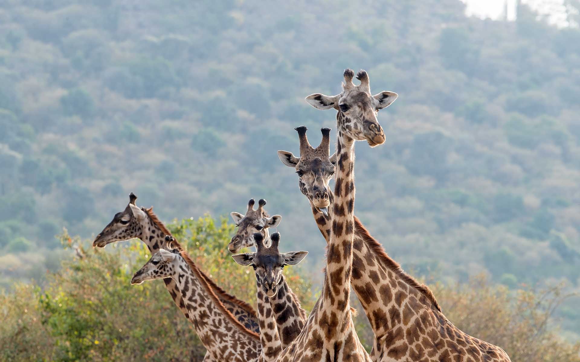 Masai Mara National Reserve, General information, 1920x1200 HD Desktop