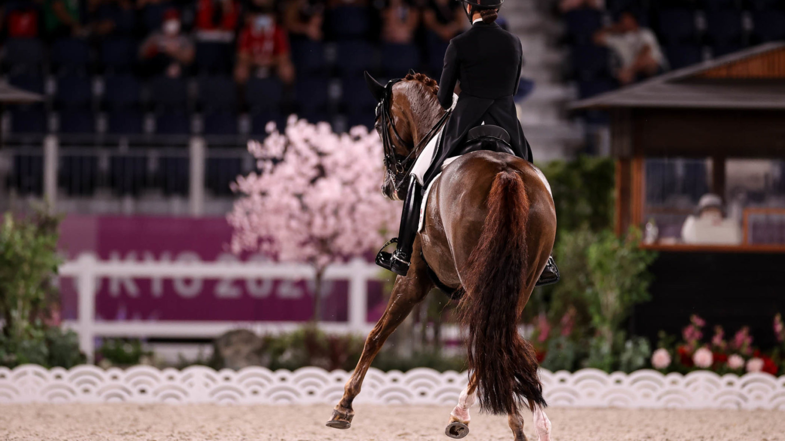 Bohemian Cathrine Dufour, Dressage photo, Annan Hepner, 4 PS Dressage, 2560x1440 HD Desktop