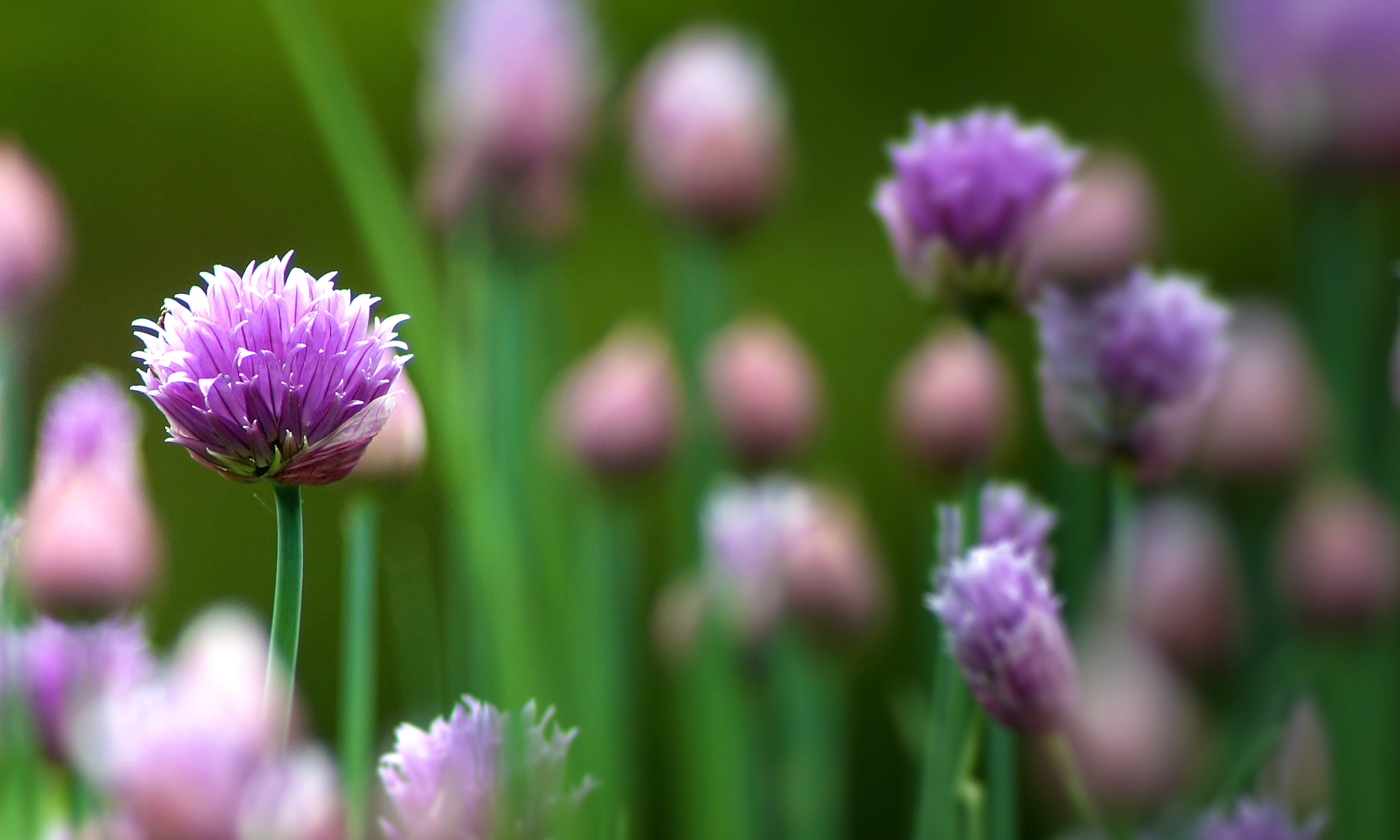 Photo of spotlight, HD wallpaper, Purple flowers, 3390x2030 HD Desktop