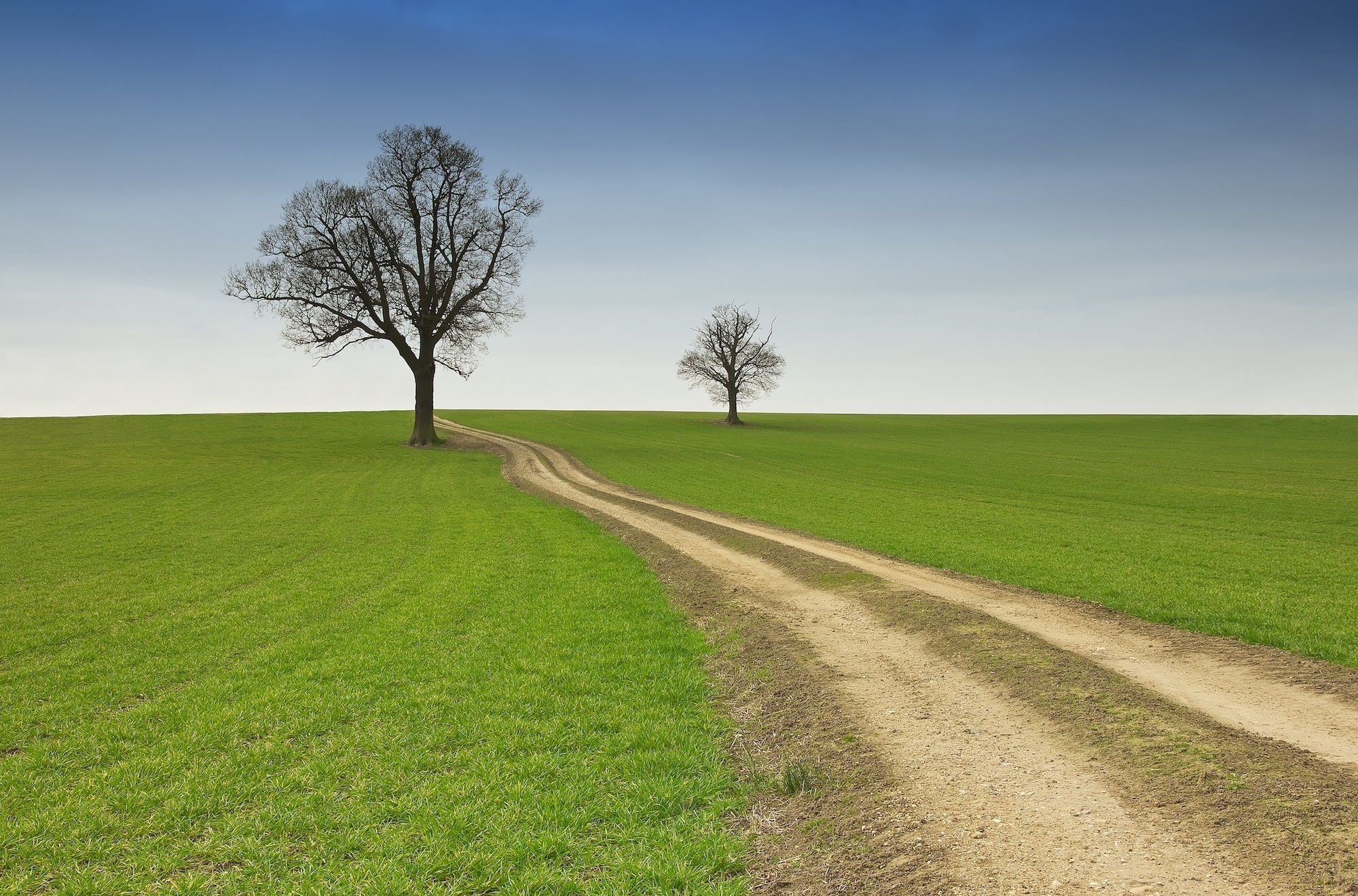 winding dirt path, bare deciduous trees, vibrant green field, HD Desktop wallpaper
