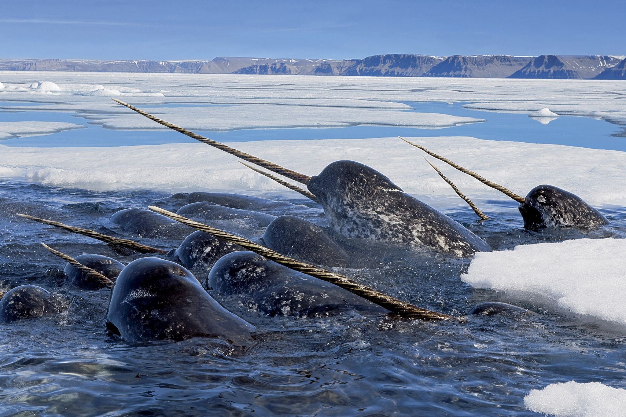 Adorable narwhal, Charming character, Whimsical delight, Cute illustration, 2050x1370 HD Desktop