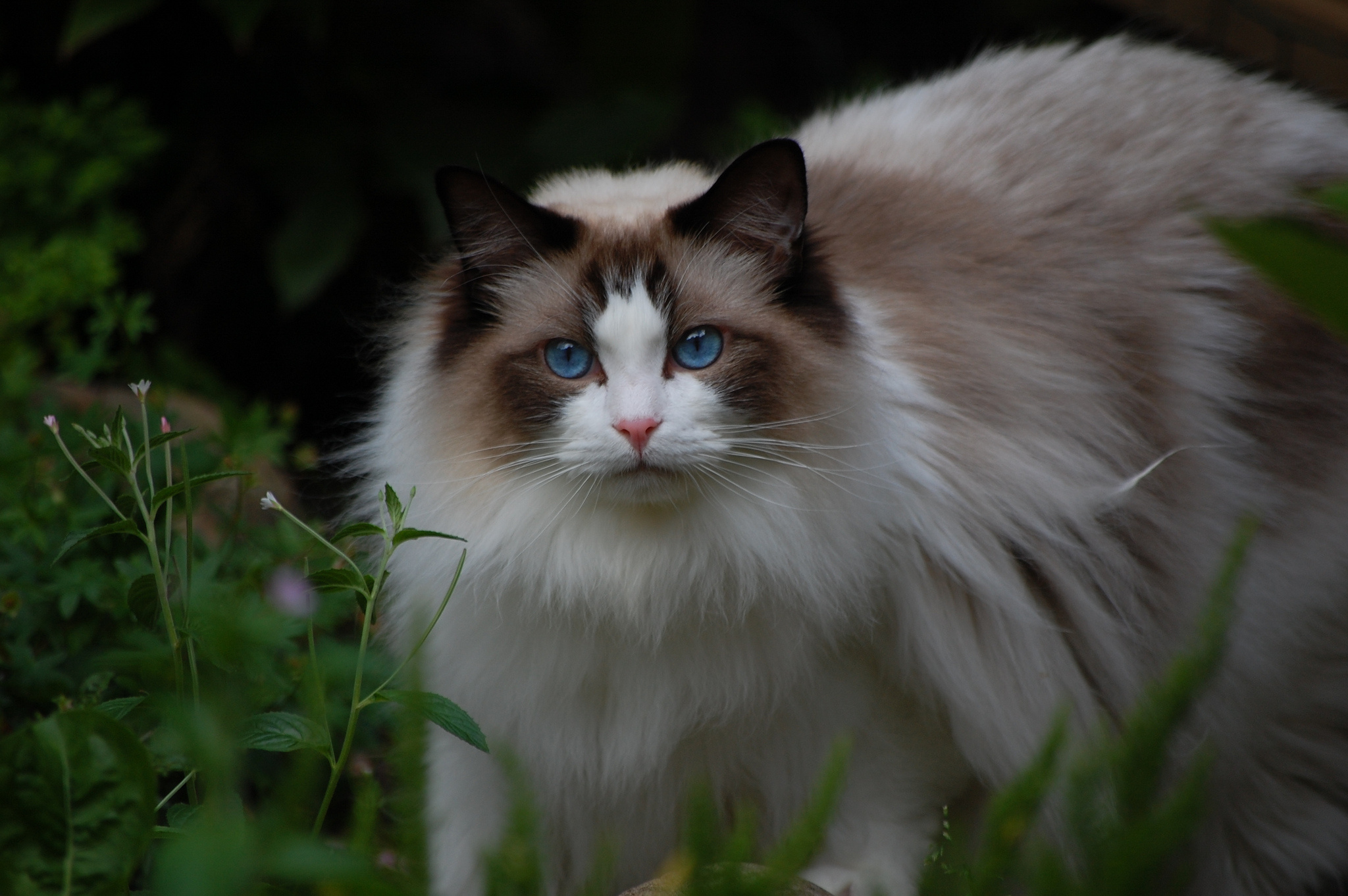 Ragdoll background, Ragdoll backgrounds, Backgrounds free, Background image, 2050x1370 HD Desktop