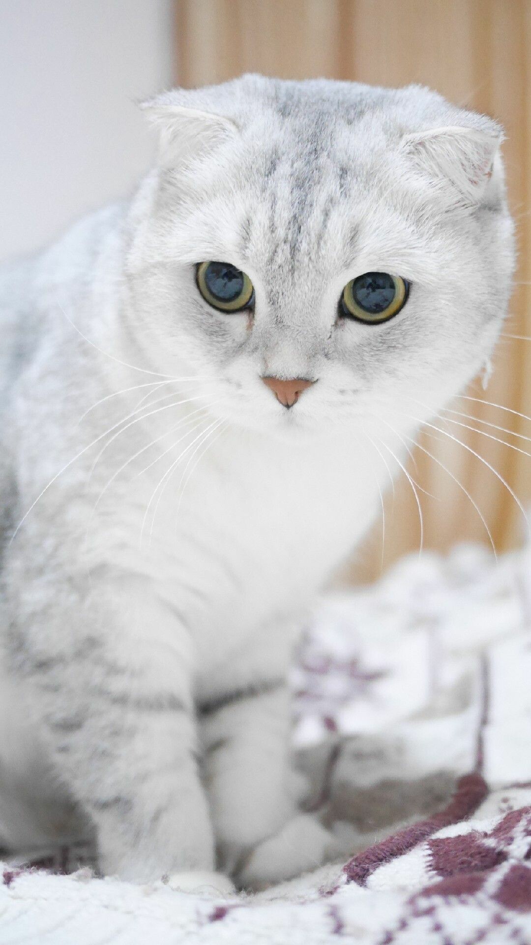 Scottish Fold, Munchkin cat, Kicau sejati, Cat breed, 1080x1920 Full HD Phone