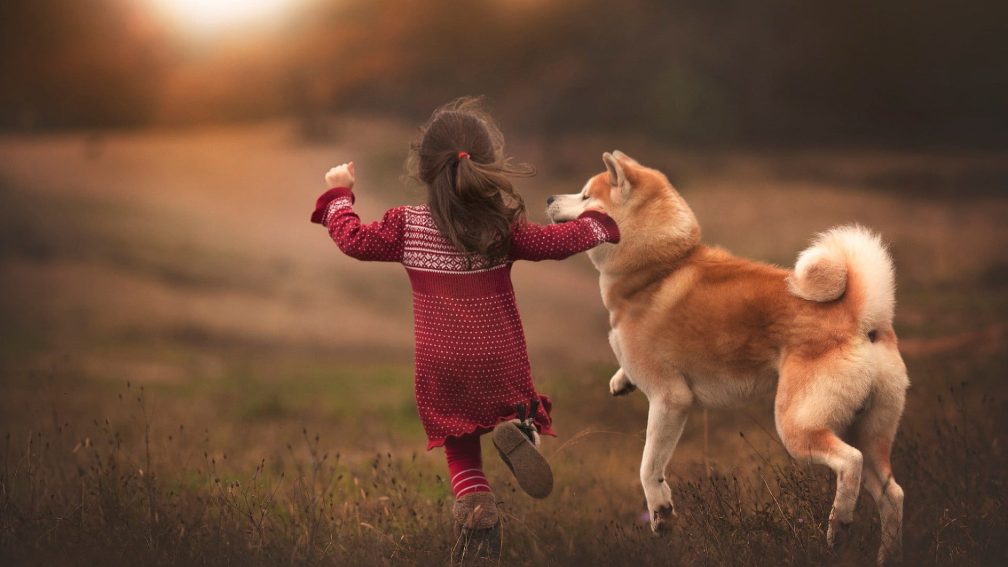 Akita with children, Shiba Inu running, Beautiful adult tan Akita, Lovely family, 2050x1160 HD Desktop