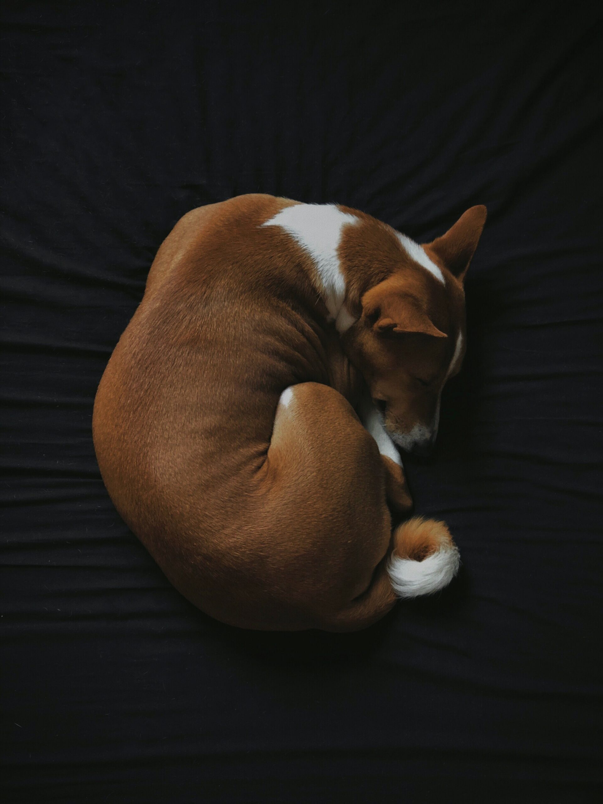Basenji Dog, Veganism curse, Free vegan lifestyle, Ethical choices, 1920x2560 HD Phone