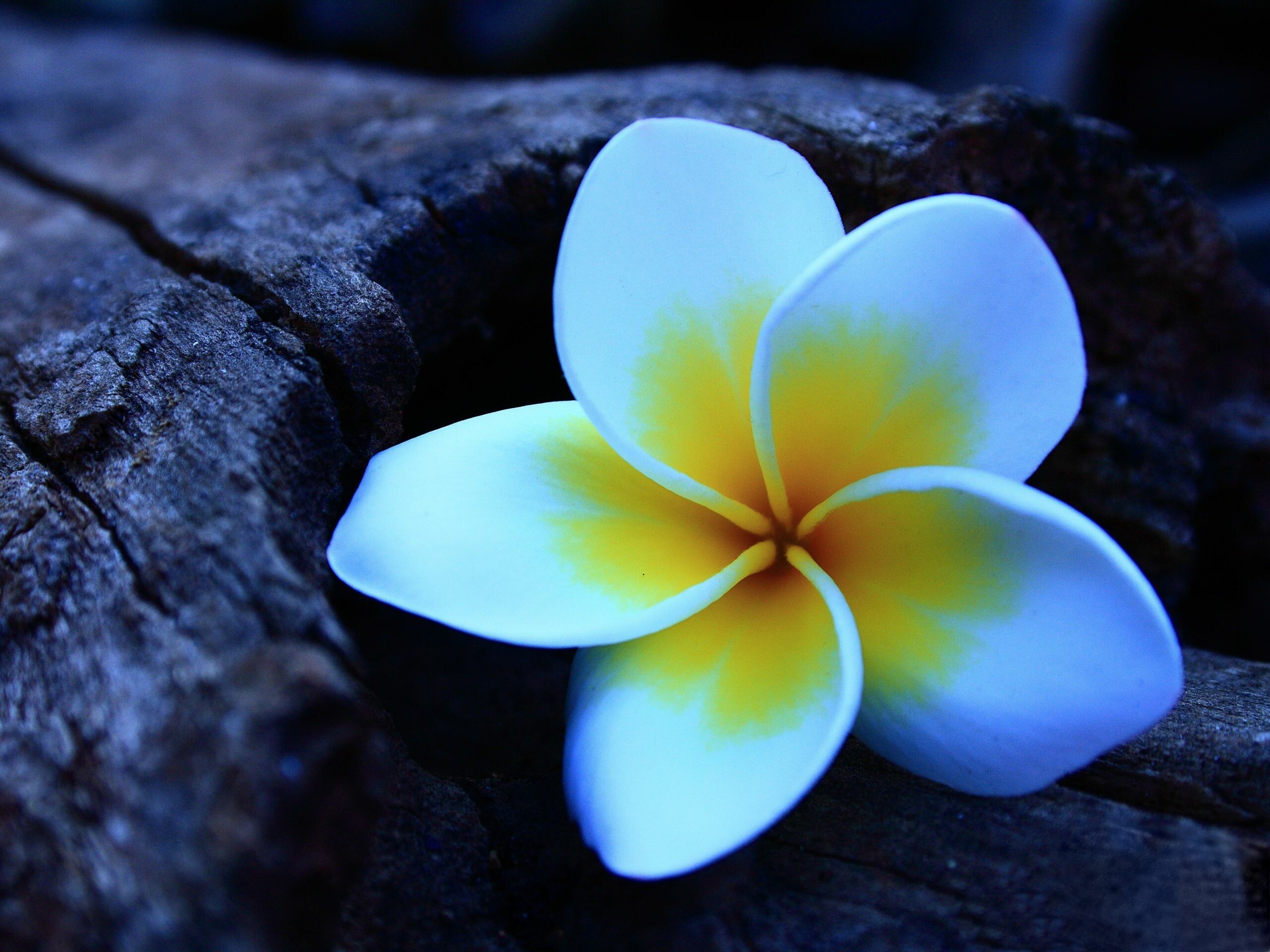 Plumeria wallpapers, Floral elegance, Nature's color palette, Blooming beauty, 2560x1920 HD Desktop