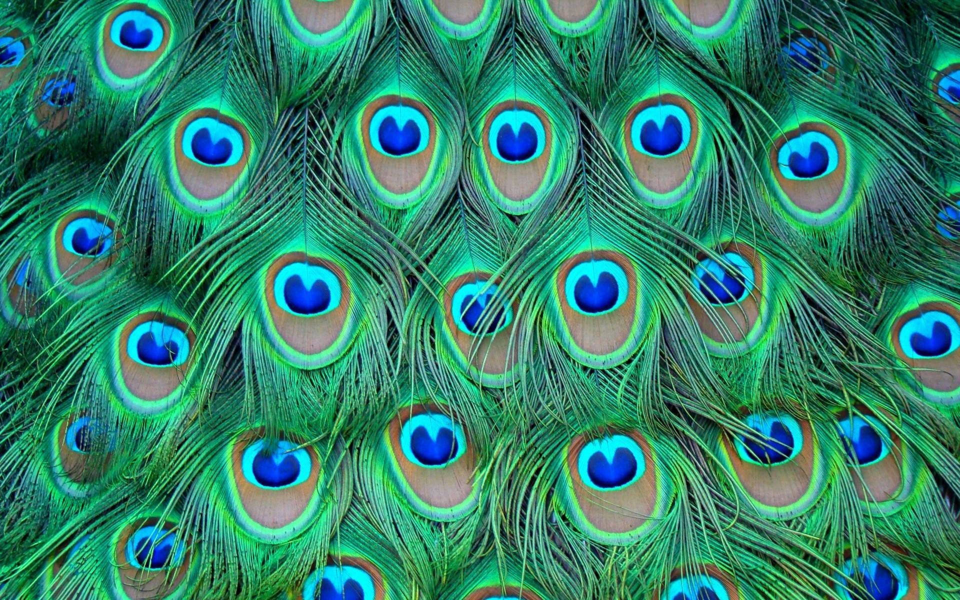 Peacock feather ocelli, Iridescent green barbules, Macro plumage pattern, HD Desktop wallpaper