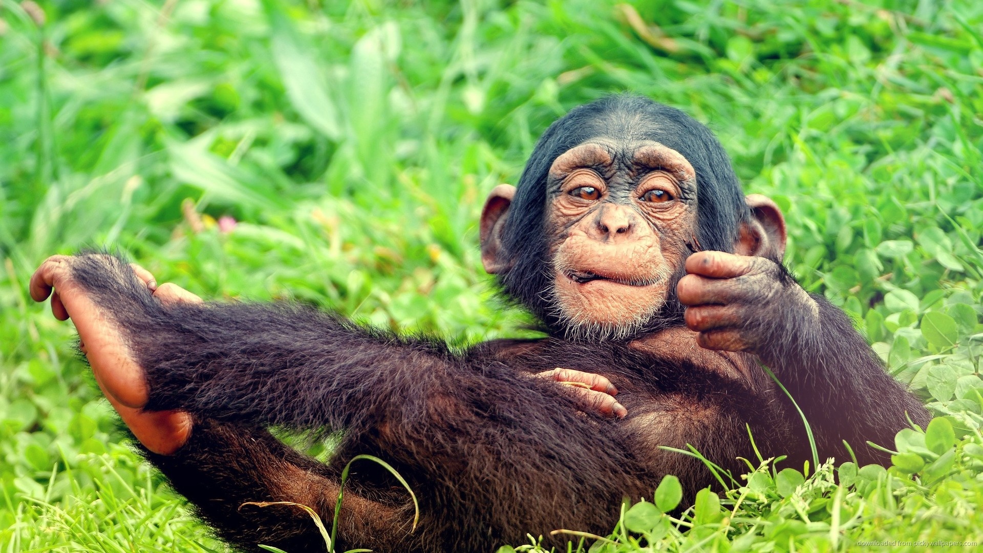 Resting baby monkey wallpaper, Puppy monkey baby, 67 baby monkey wallpaper, 1920x1080 Full HD Desktop