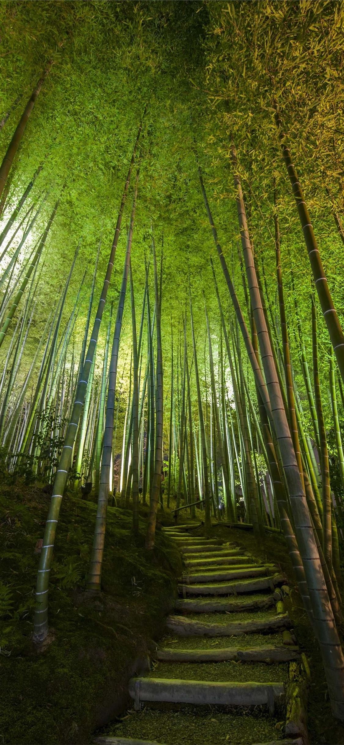 Bamboo phone wallpapers, Refreshing greenery, Vibrant plants, Beautiful foliage, 1130x2440 HD Phone