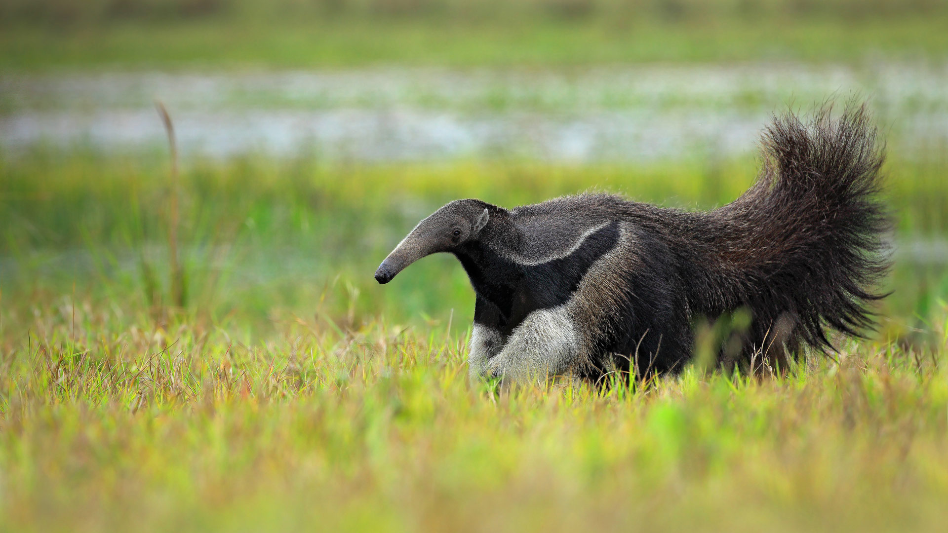 Anteater, Phone wallpaper, Stunning, Striking, 1920x1080 Full HD Desktop