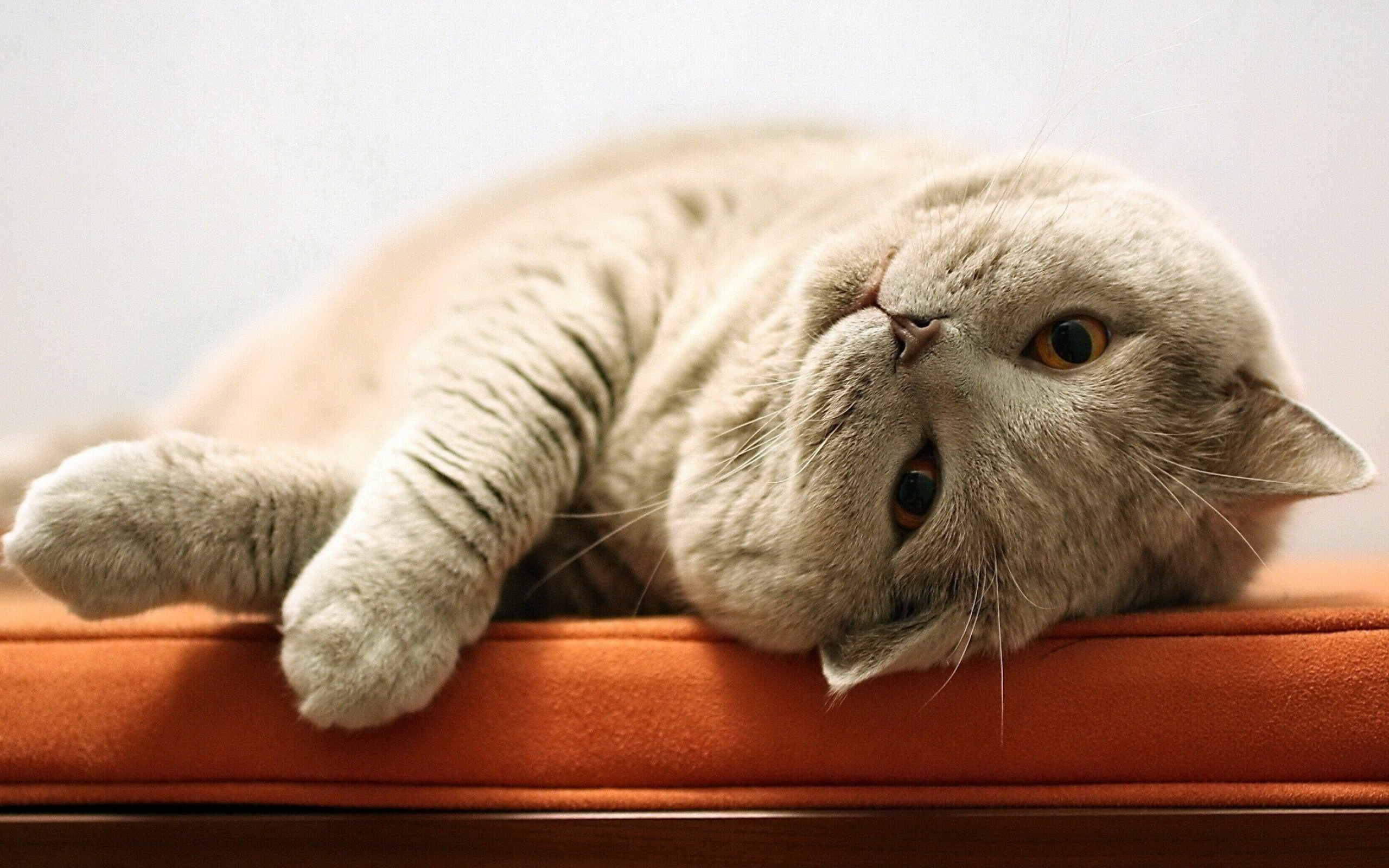 Cream, British Shorthair Wallpaper, 2560x1600 HD Desktop