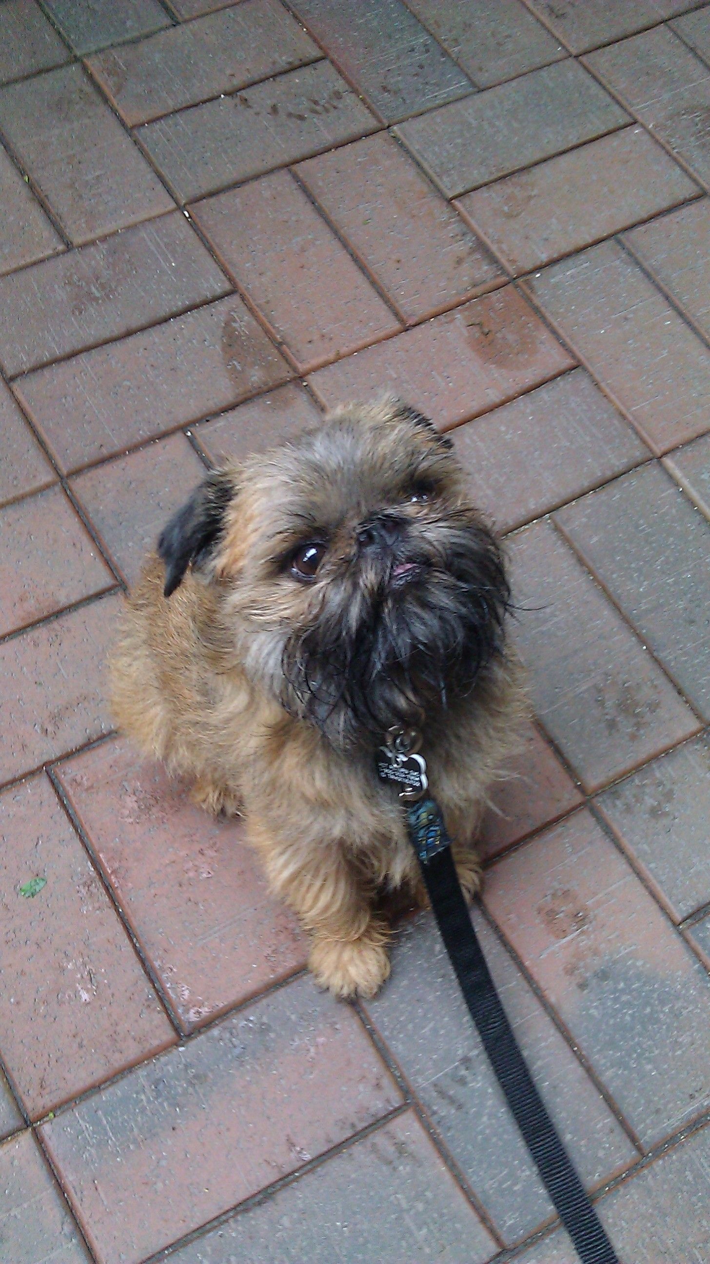 Brussels Griffon, Puppy love, Griffon dog, Dog breeds, 1460x2600 HD Phone