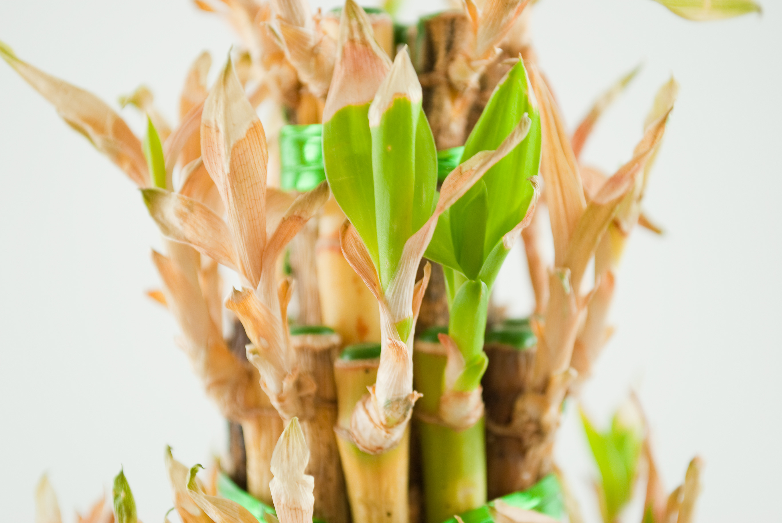 Lucky bamboo, Exceptional plant, Beautiful garden, My beautiful sanctuary, 2740x1830 HD Desktop