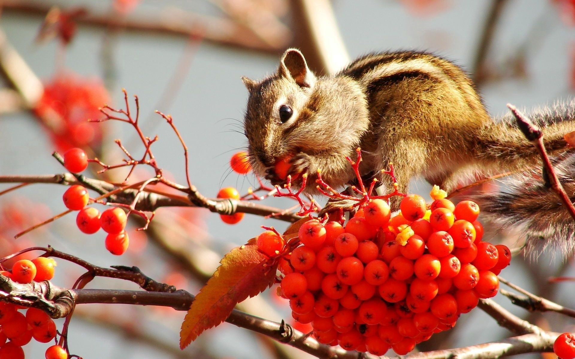 Playful squirrel, Furry companion, Nature's acrobat, Tree climber, 1920x1200 HD Desktop