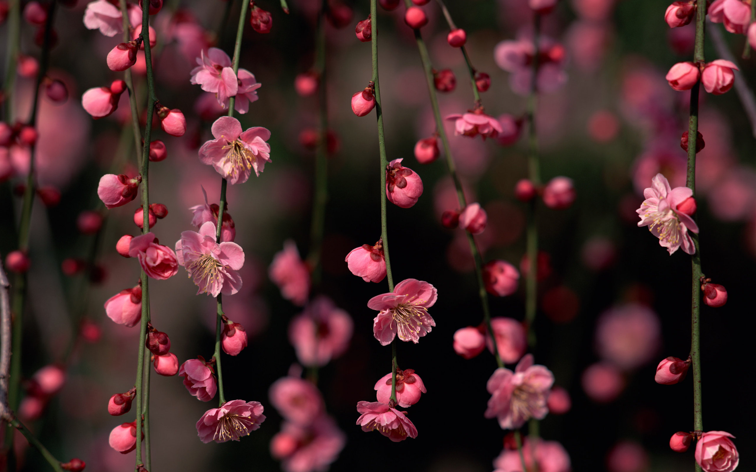 Weeping sakura blossoms, Hanging pink flower buds, Dark blurred backdrop, HD Desktop wallpaper