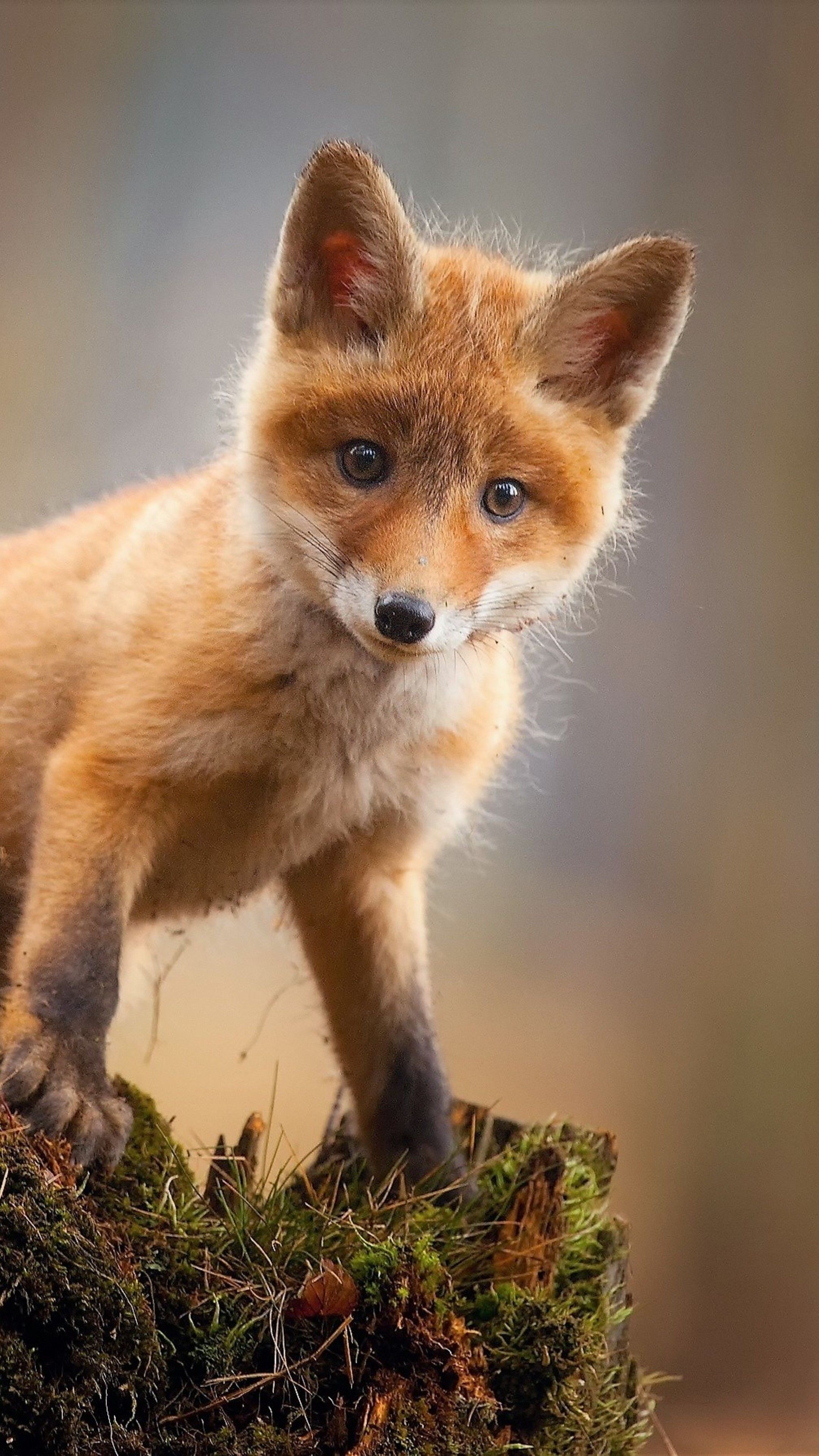 Baby red fox, Top free, Baby red fox backgrounds, 2160x3840 4K Phone